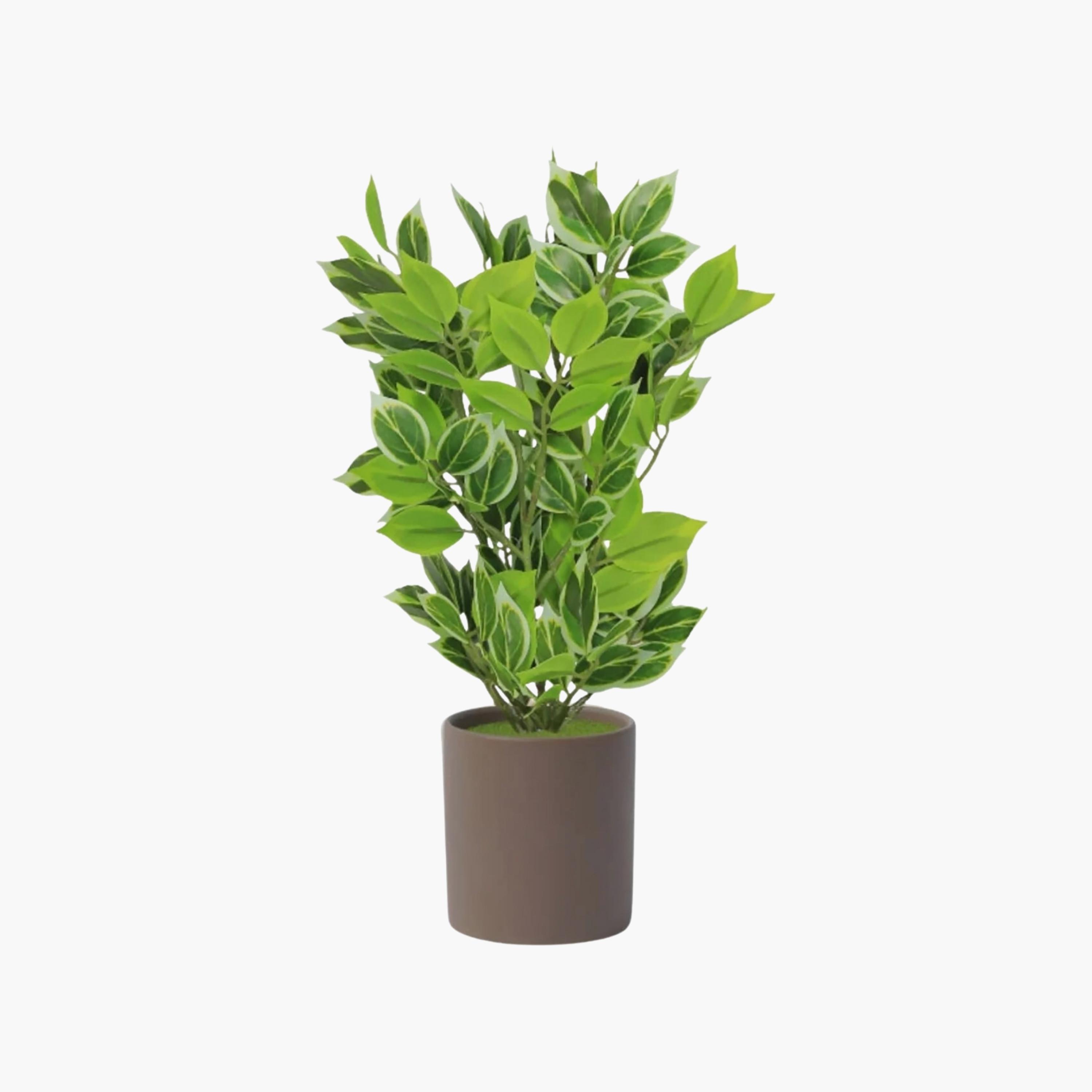 Maria Homes Artificial Variegated Leaf Plant with Ceramic Pot-household-gardenandoutdoor-artificialflowersandplants-flowers-image-2