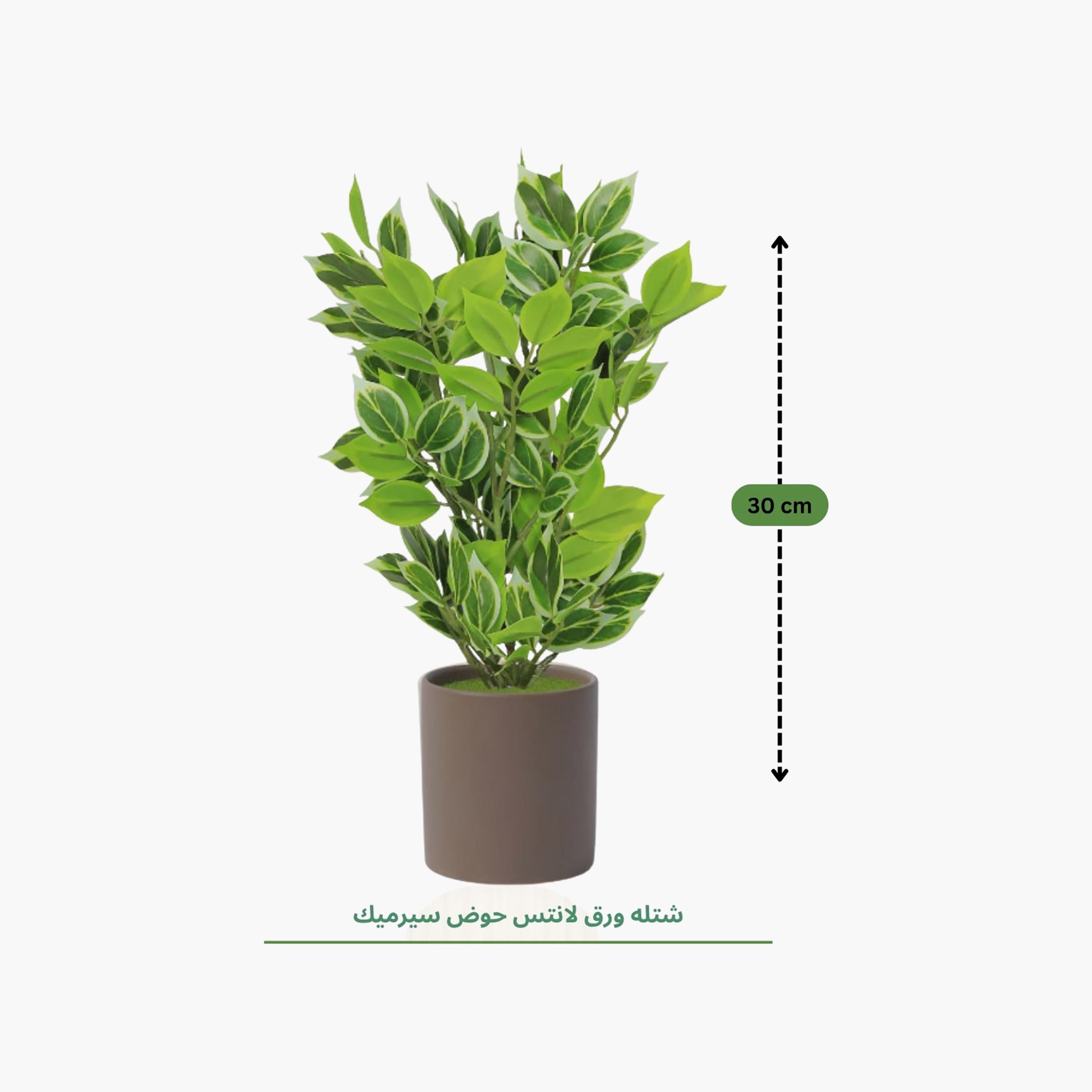 Maria Homes Artificial Variegated Leaf Plant with Ceramic Pot-household-gardenandoutdoor-artificialflowersandplants-flowers-image-4