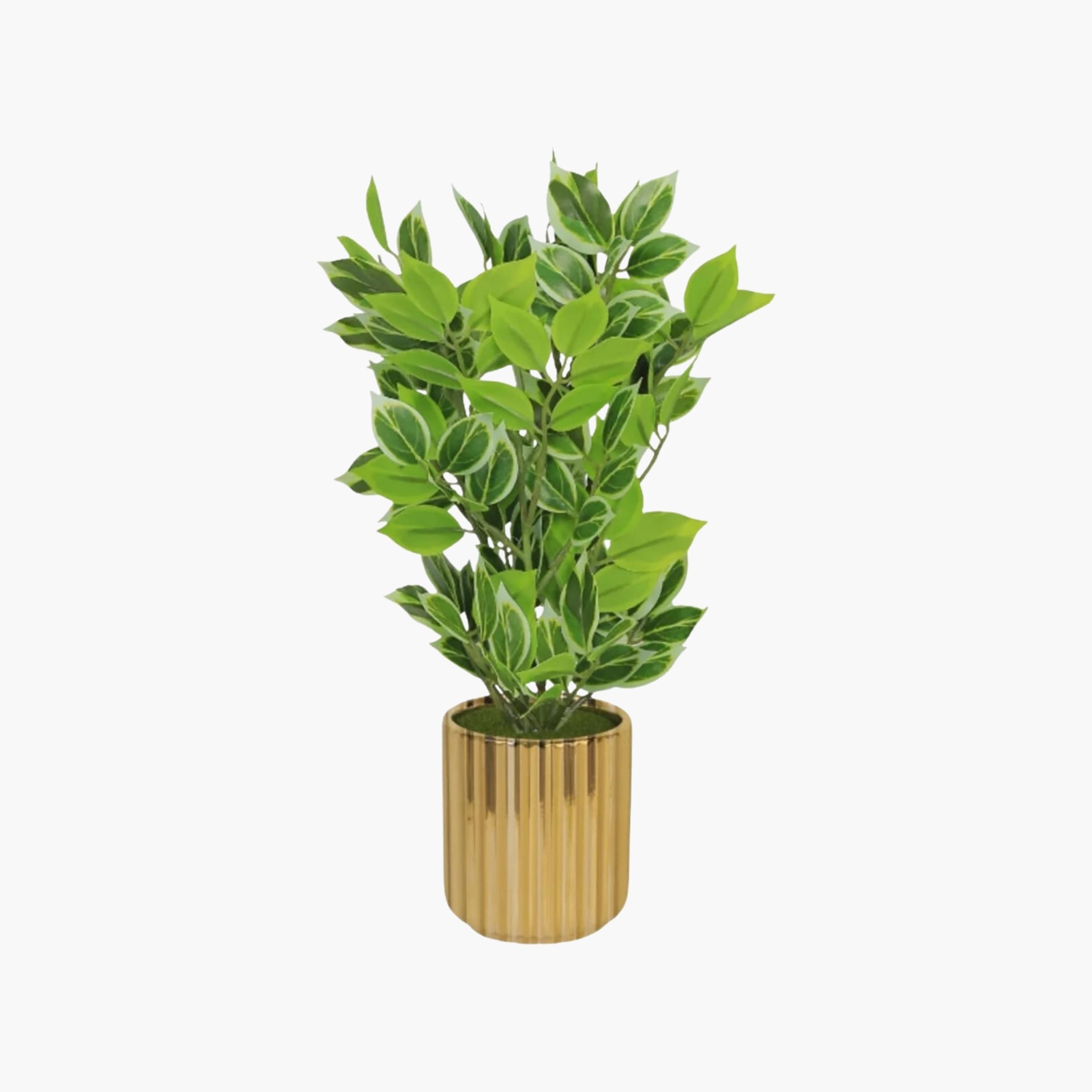 Maria Homes Gold Artificial Variegated Leaf Plant with Ceramic Pot-household-gardenandoutdoor-artificialflowersandplants-flowers-image-2