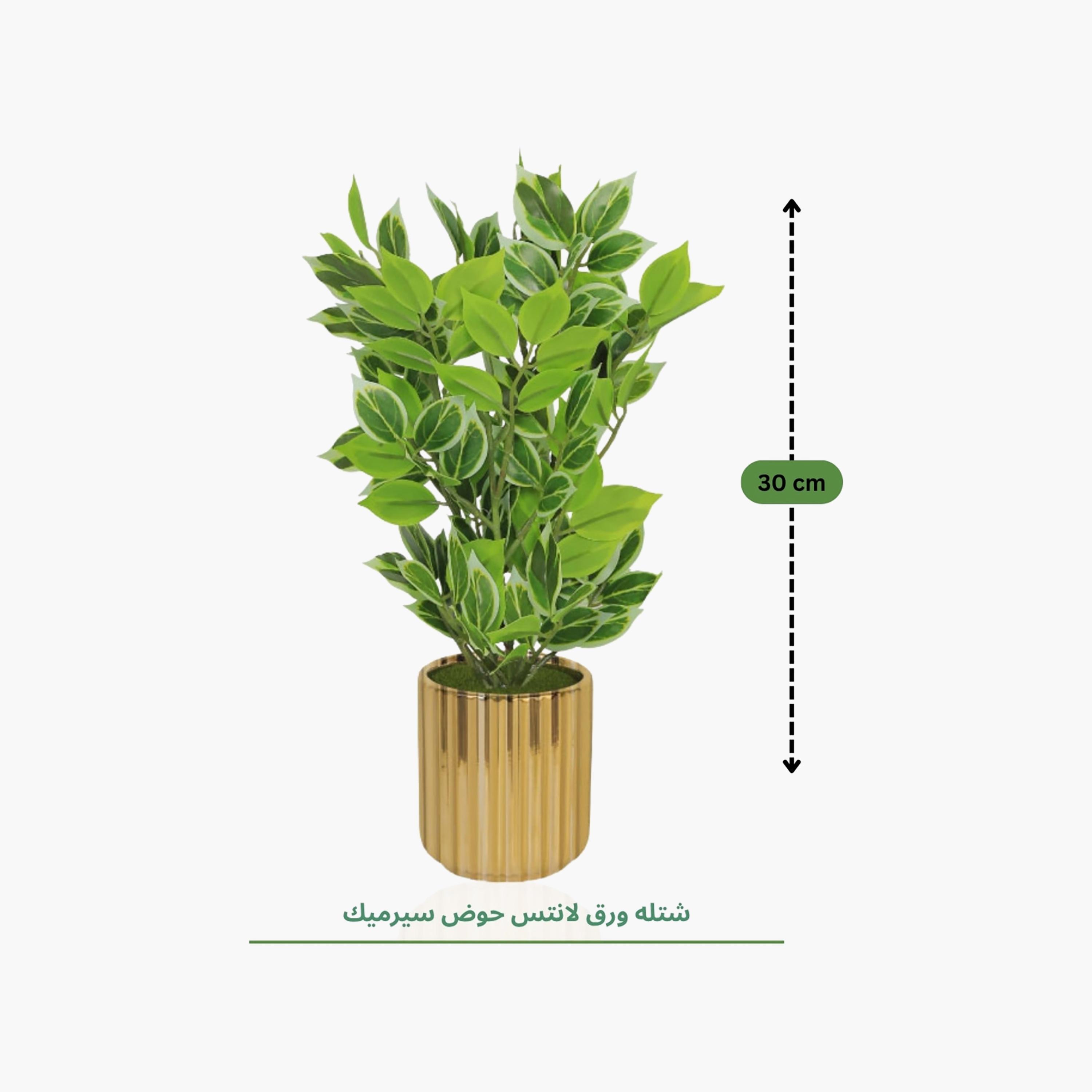Maria Homes Gold Artificial Variegated Leaf Plant with Ceramic Pot-household-gardenandoutdoor-artificialflowersandplants-flowers-image-4