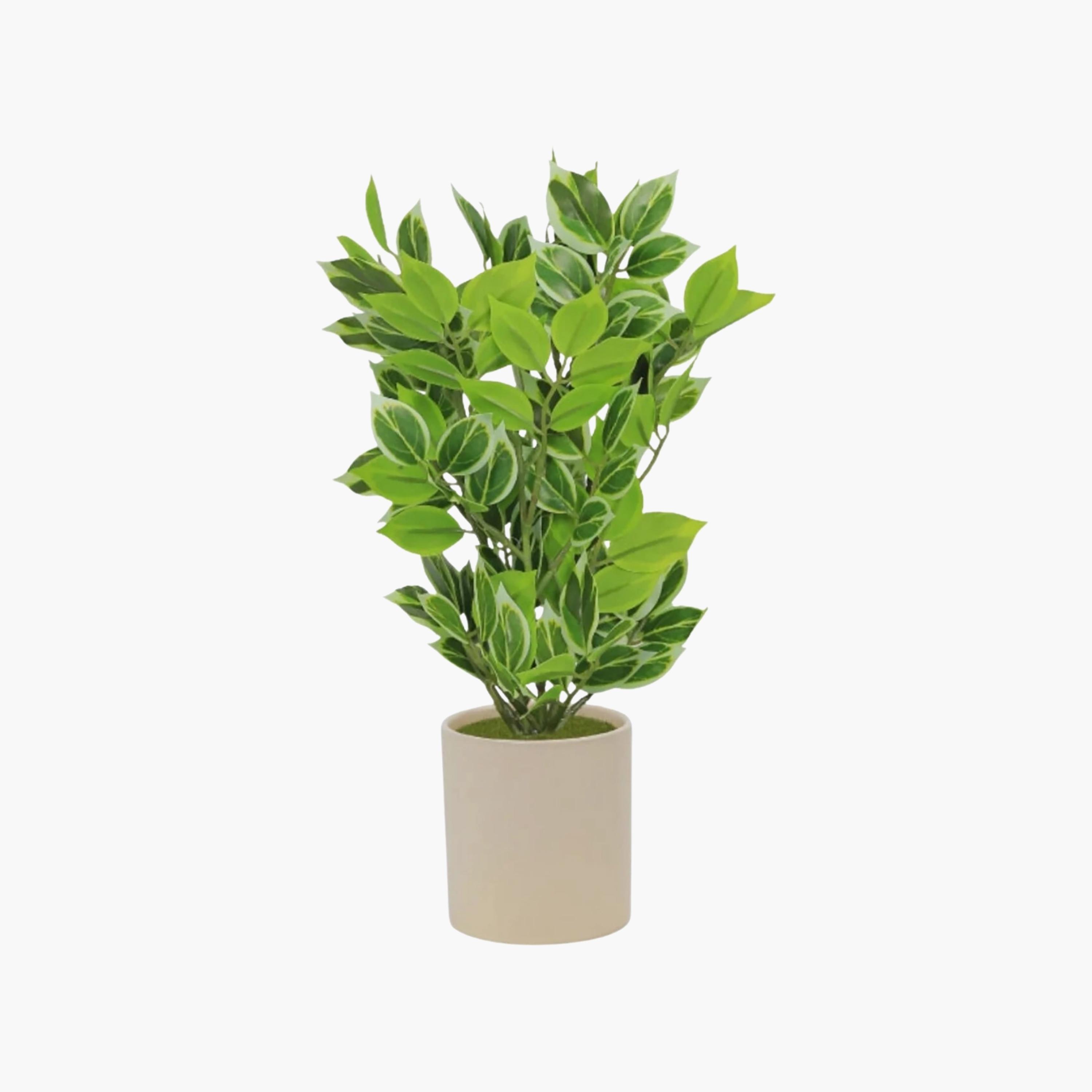 Maria Homes Artificial Variegated Leaf Plant with Ceramic Pot-household-gardenandoutdoor-artificialflowersandplants-flowers-image-2