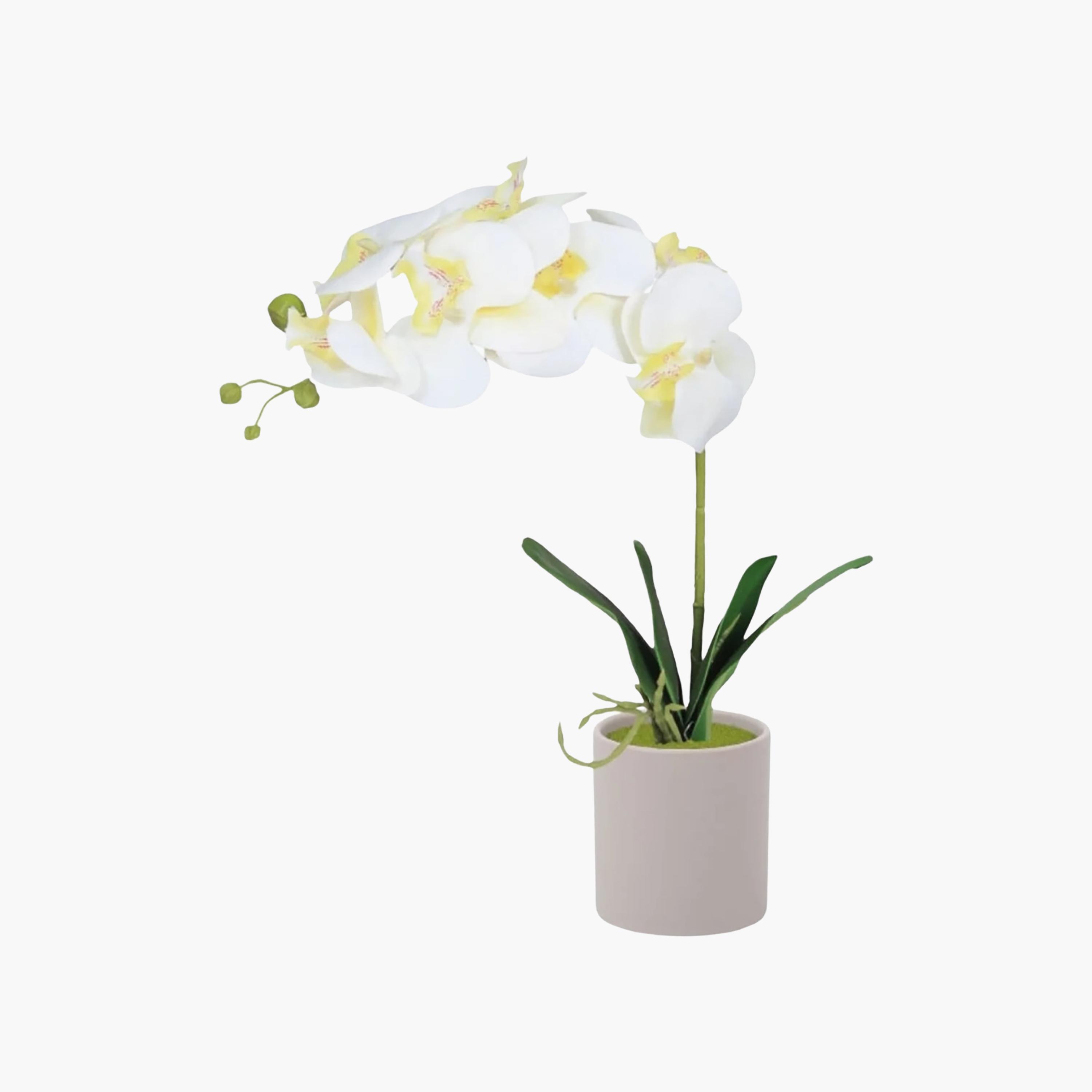 Maria Homes Artificial Orchid Plant with Ceramic Pot-household-gardenandoutdoor-artificialflowersandplants-flowers-image-2