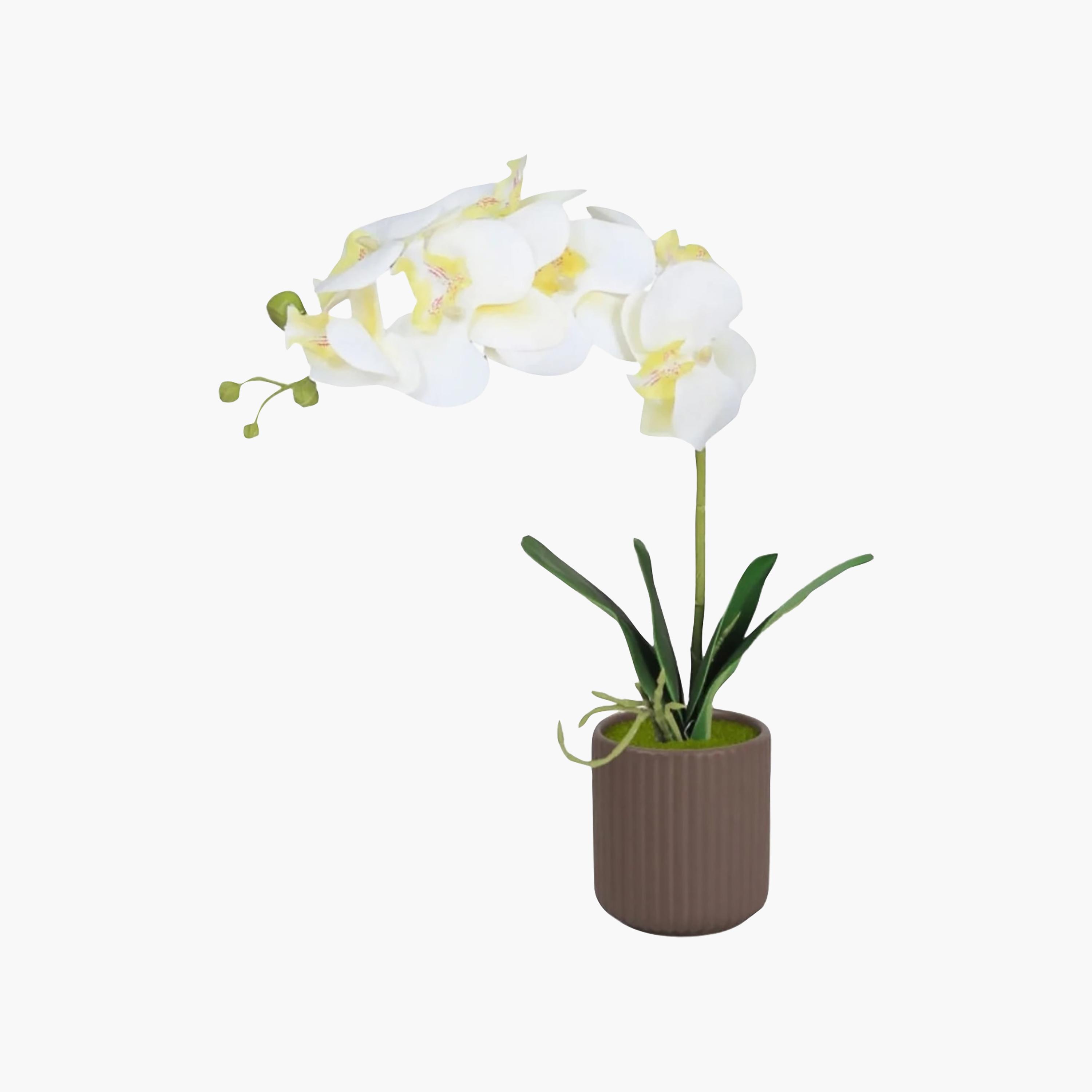 Maria Homes Artificial Orchid Plant with Ceramic Pot-household-gardenandoutdoor-artificialflowersandplants-flowers-image-2