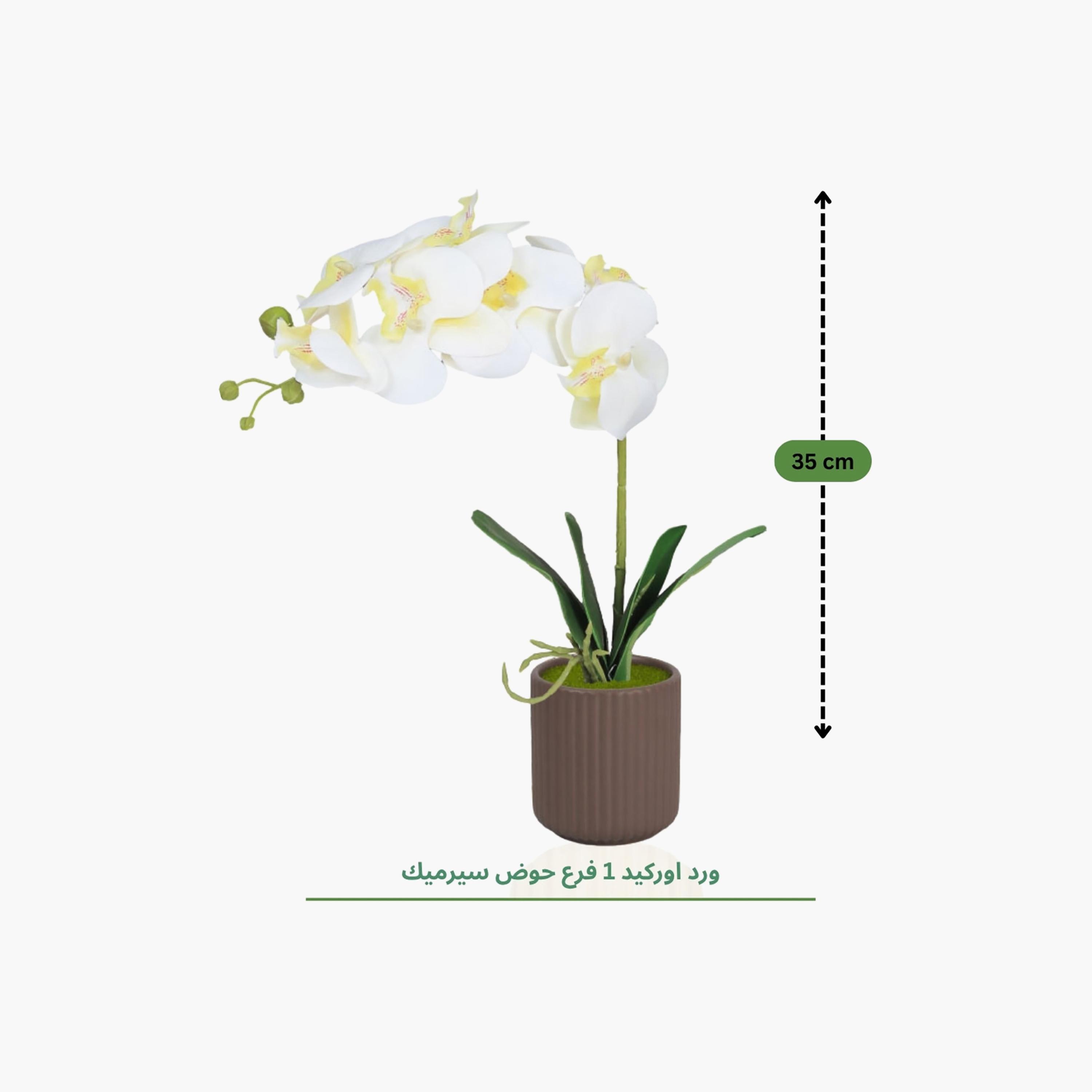 Maria Homes Artificial Orchid Plant with Ceramic Pot-household-gardenandoutdoor-artificialflowersandplants-flowers-image-4