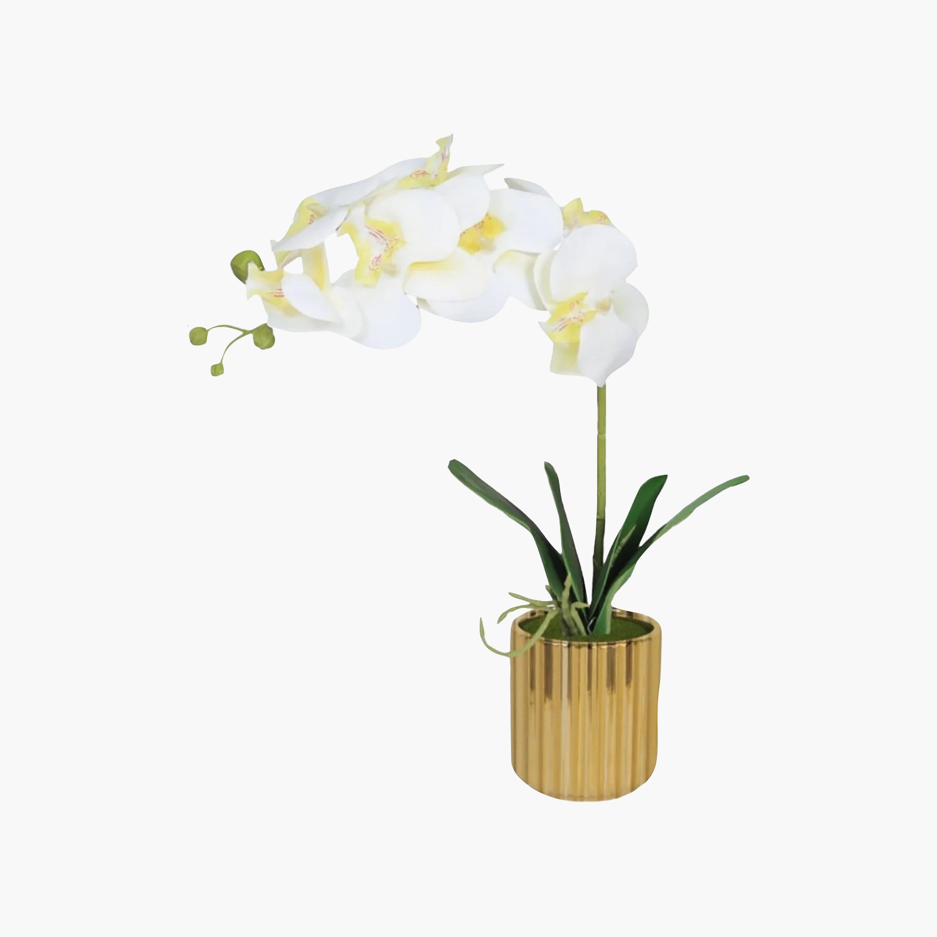 Maria Homes Gold Artificial Orchid Plant with Ceramic Pot-household-gardenandoutdoor-artificialflowersandplants-flowers-image-2