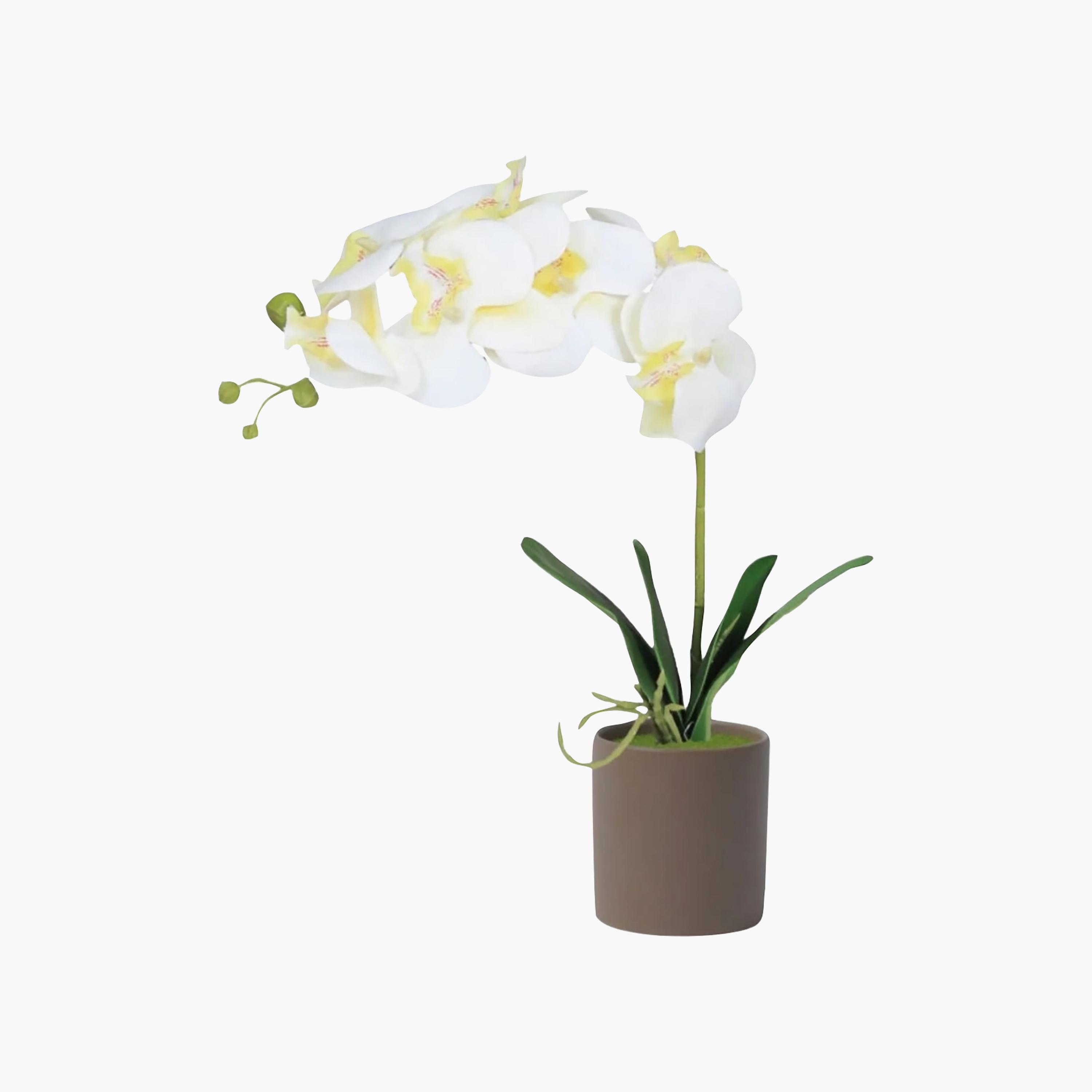 Maria Homes Artificial Orchid Plant with Ceramic Pot-household-gardenandoutdoor-artificialflowersandplants-flowers-image-2