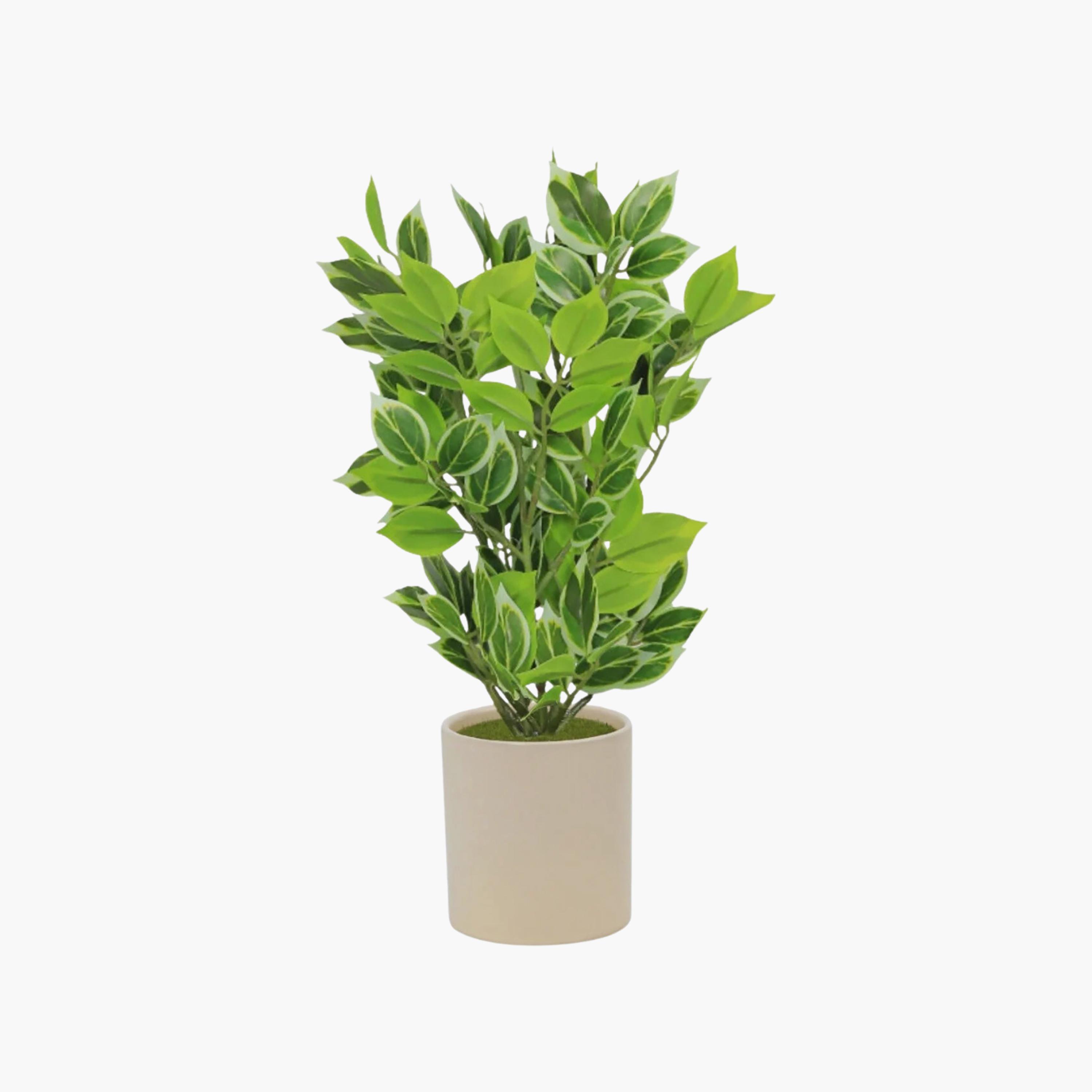 Maria Homes Artificial Variegated Leaf Plant with Ceramic Pot-household-gardenandoutdoor-artificialflowersandplants-flowers-image-2