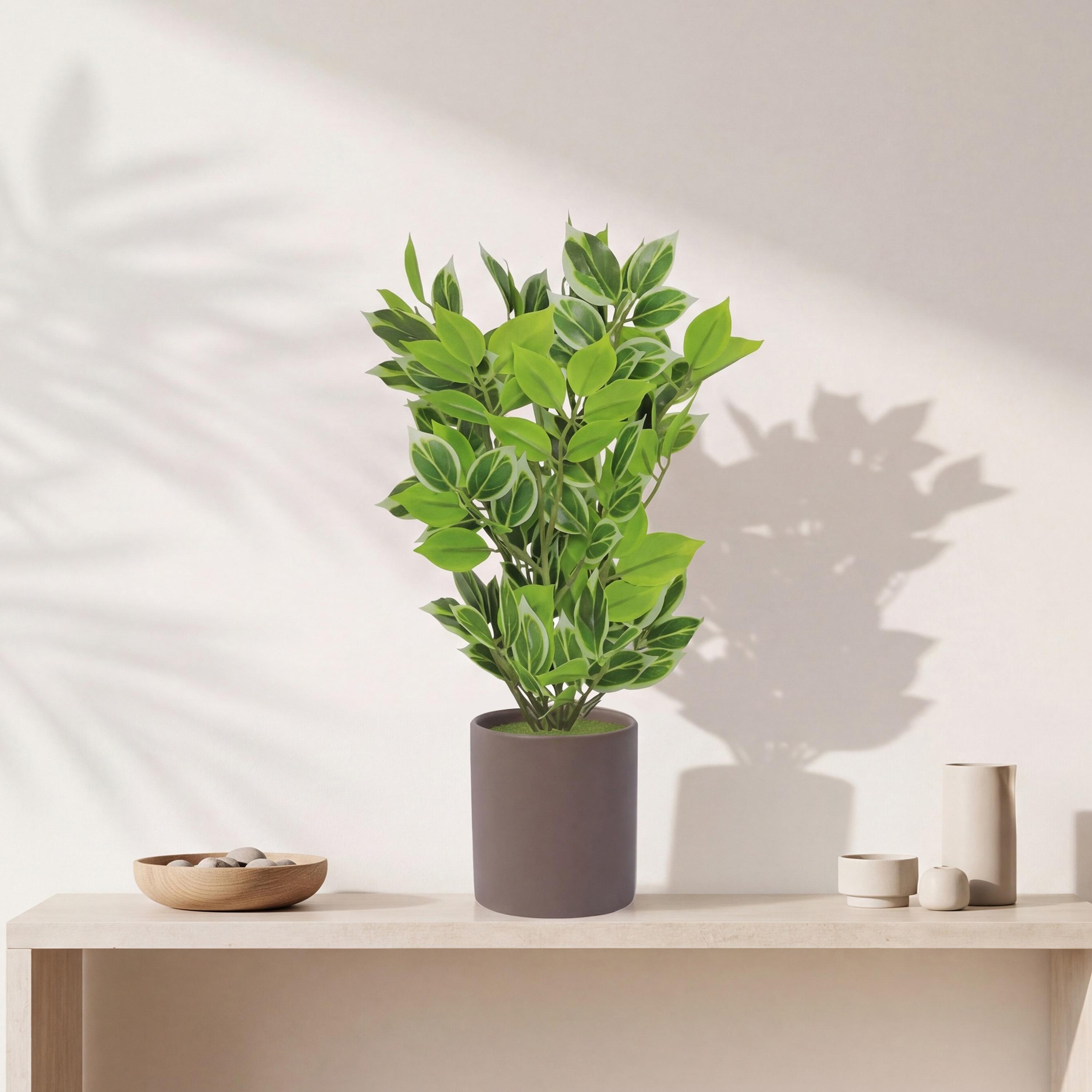 Maria Homes Artificial Variegated Leaf Plant with Ceramic Pot-household-gardenandoutdoor-artificialflowersandplants-flowers-image-1