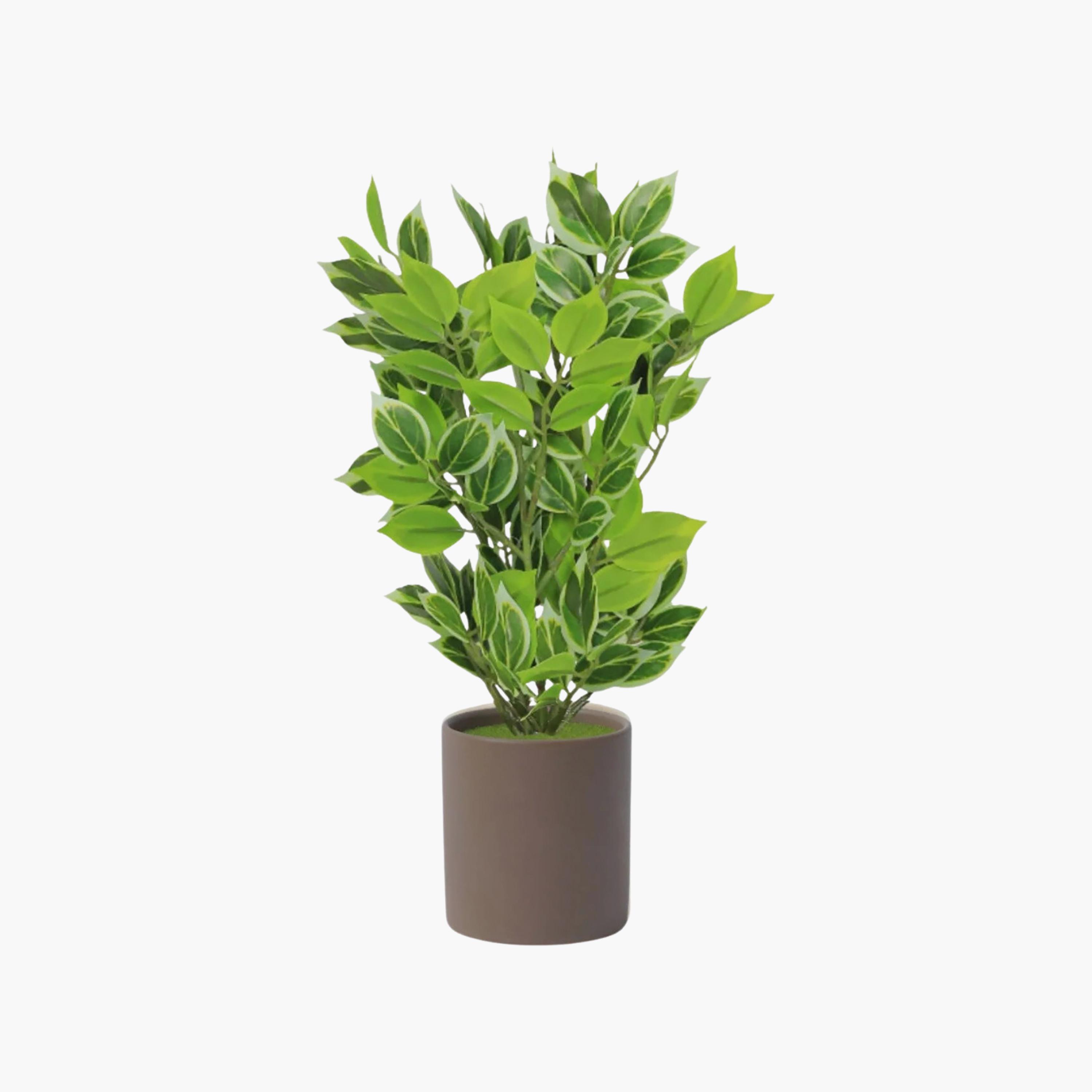 Maria Homes Artificial Variegated Leaf Plant with Ceramic Pot-household-gardenandoutdoor-artificialflowersandplants-flowers-image-3