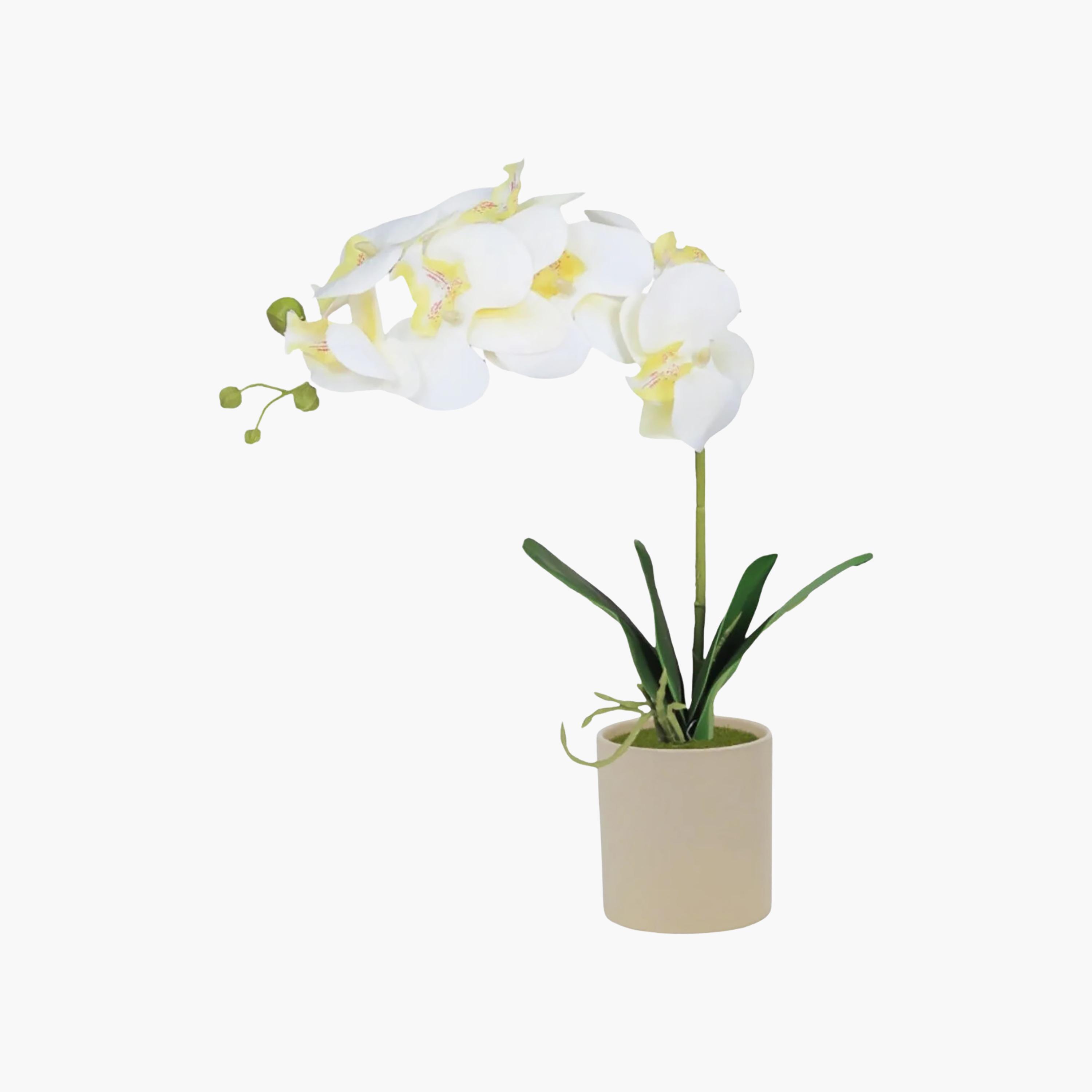 Maria Homes Artificial Orchid Plant with Ceramic Pot-household-gardenandoutdoor-artificialflowersandplants-flowers-image-2