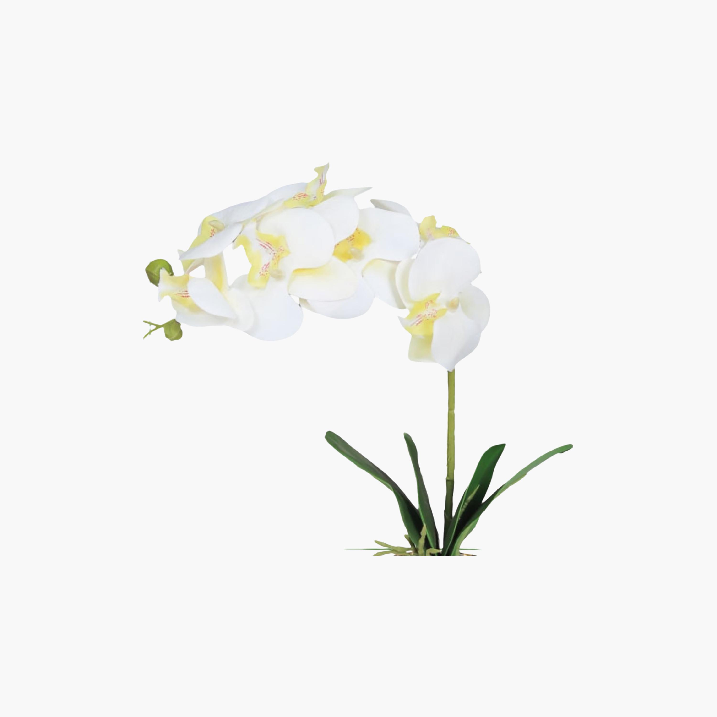 Maria Homes Artificial Orchid Plant with Ceramic Pot-household-gardenandoutdoor-artificialflowersandplants-flowers-image-3