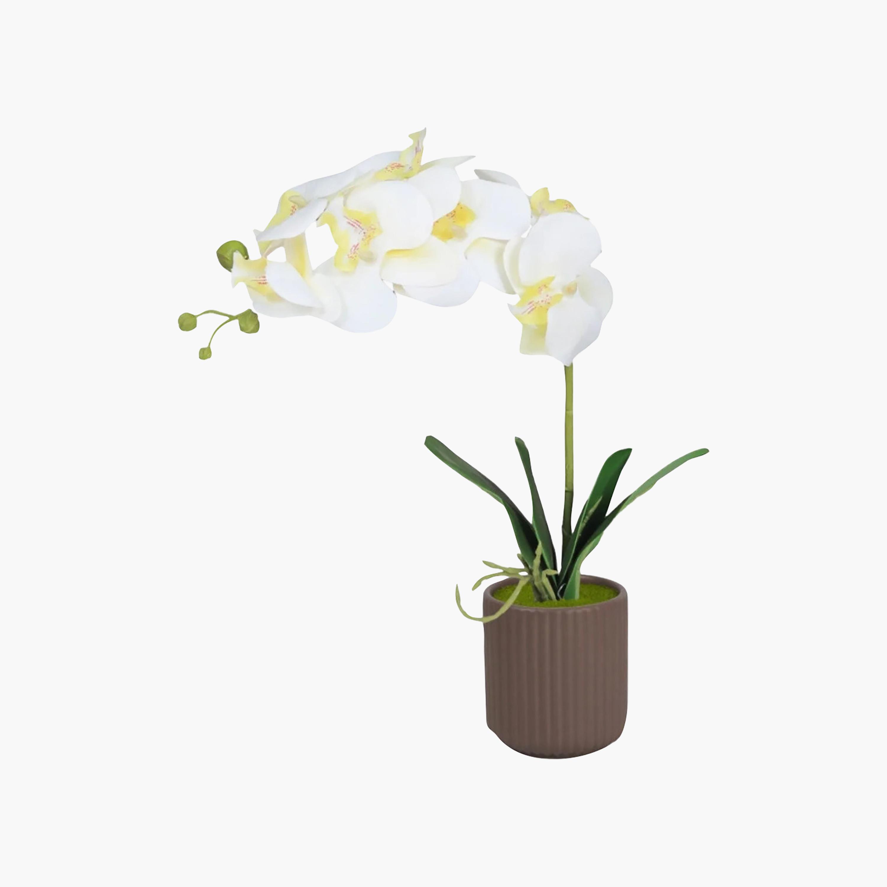 Maria Homes Brown Artificial Orchid Plant with Ceramic Pot-household-gardenandoutdoor-artificialflowersandplants-flowers-image-2