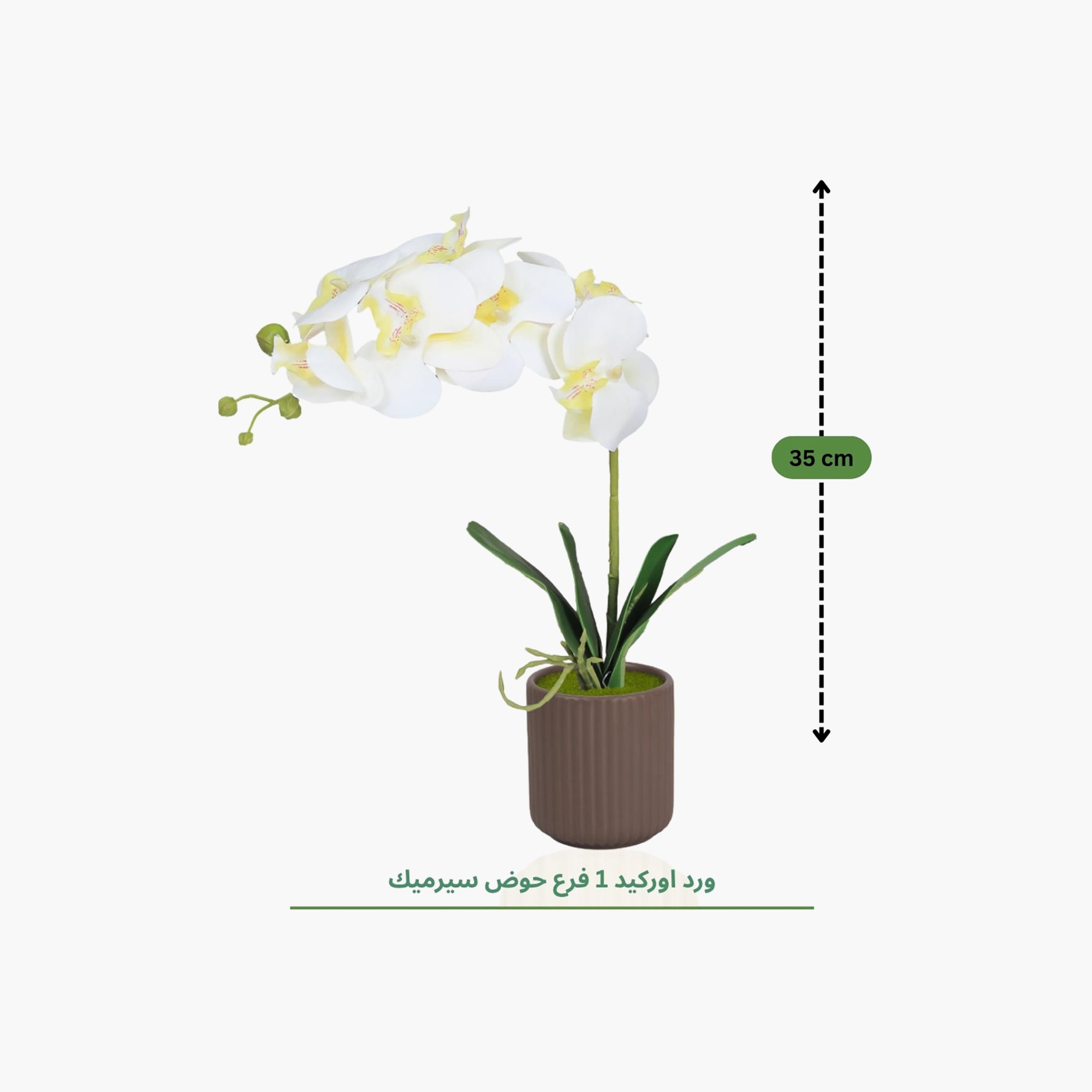 Maria Homes Brown Artificial Orchid Plant with Ceramic Pot-household-gardenandoutdoor-artificialflowersandplants-flowers-image-4