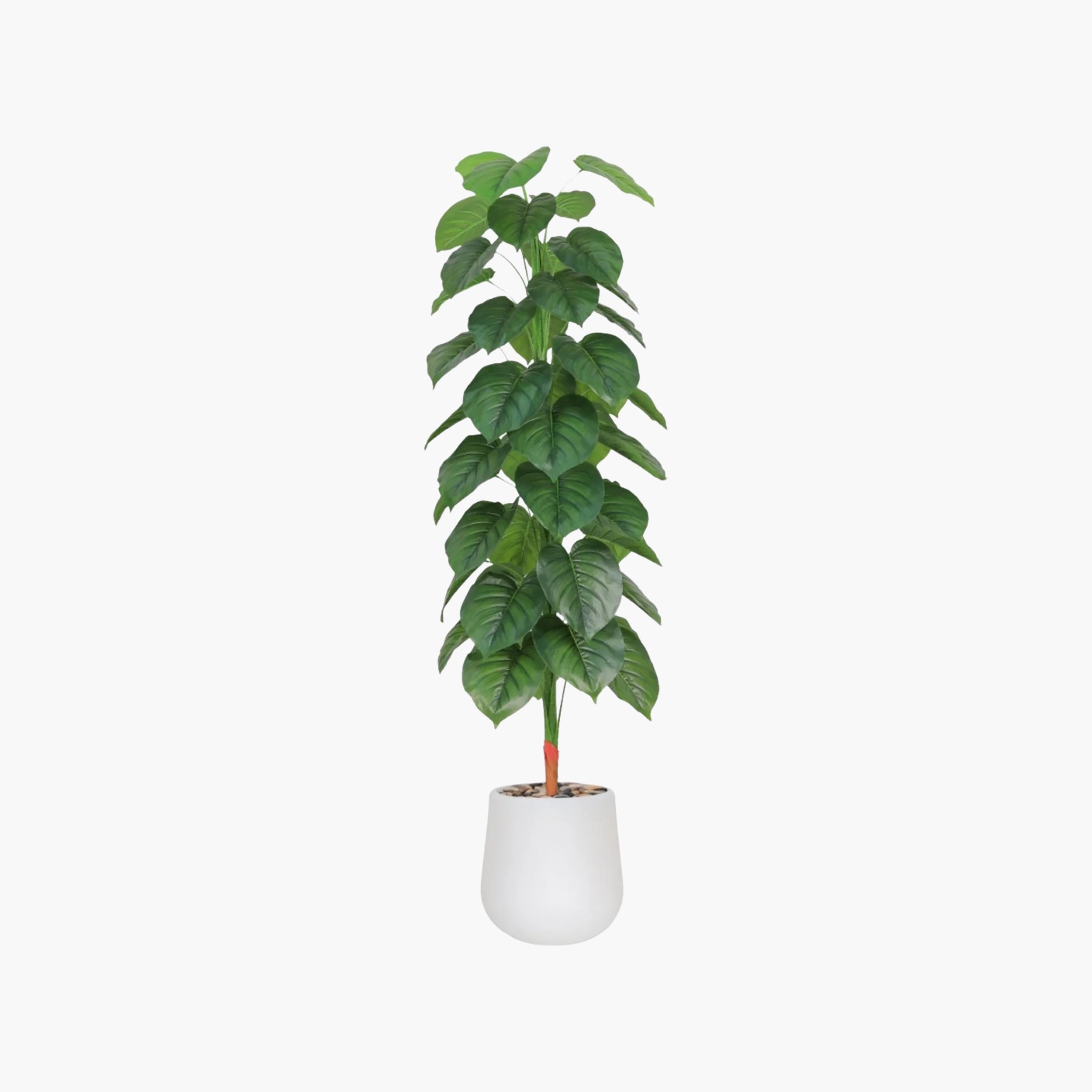 نبتة فيكس صناعية بيضاء مع وعاء سيراميك من ماريا هومز-household-gardenandoutdoor-artificialflowersandplants-flowers-image-2
