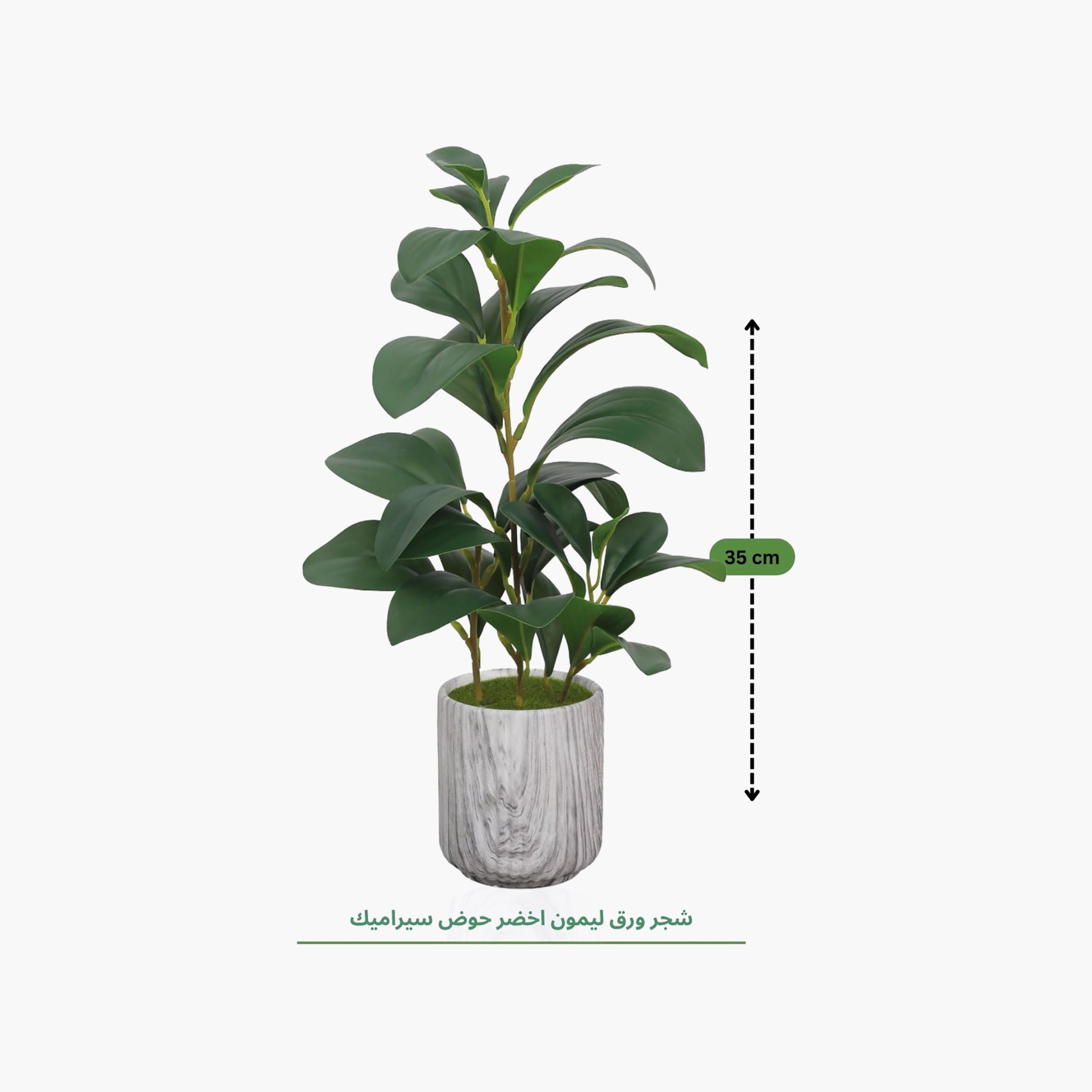 Maria Homes Multicolour Artificial Lemon Plant with Ceramic Pot-household-gardenandoutdoor-artificialflowersandplants-flowers-image-4