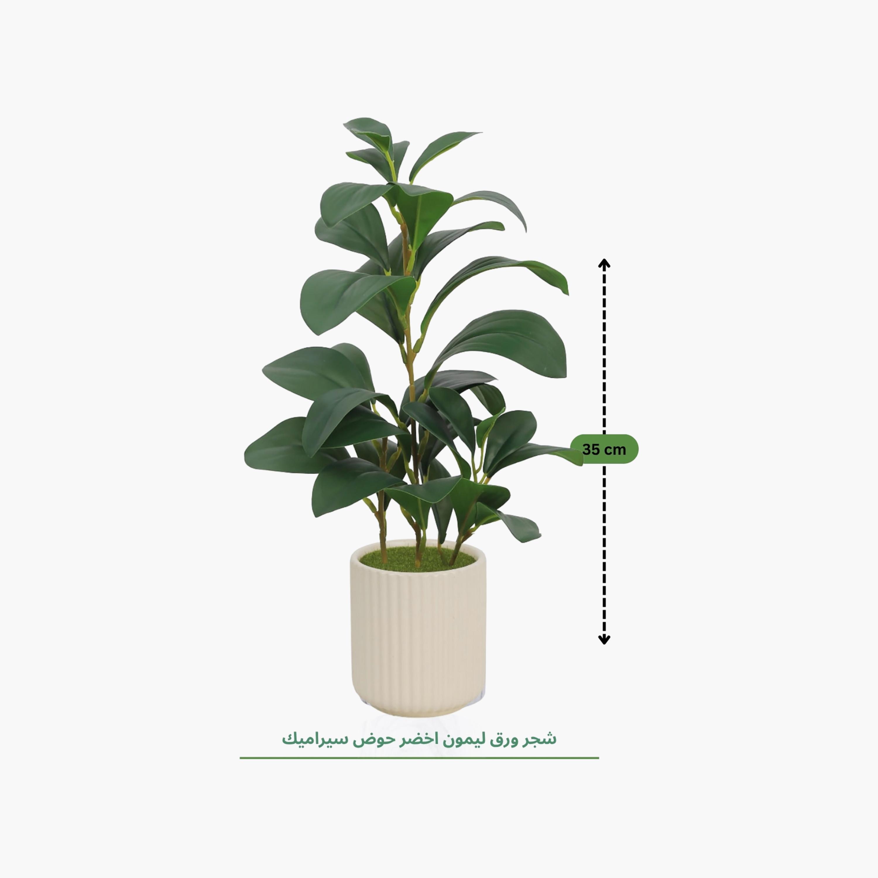 Maria Homes Beige Artificial Lemon Plant with Ceramic Pot-household-gardenandoutdoor-artificialflowersandplants-flowers-image-4