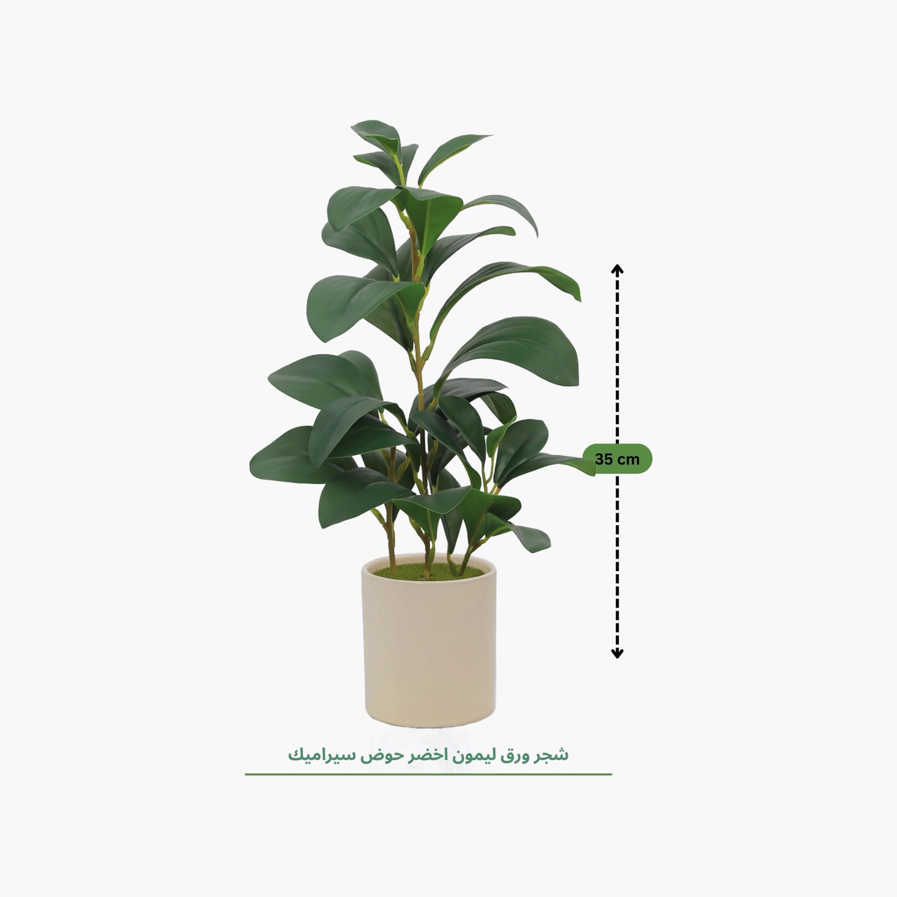 نبتة ليمون صناعية بيج مع أصيص سيراميك من ماريا هومز-household-gardenandoutdoor-artificialflowersandplants-flowers-image-4