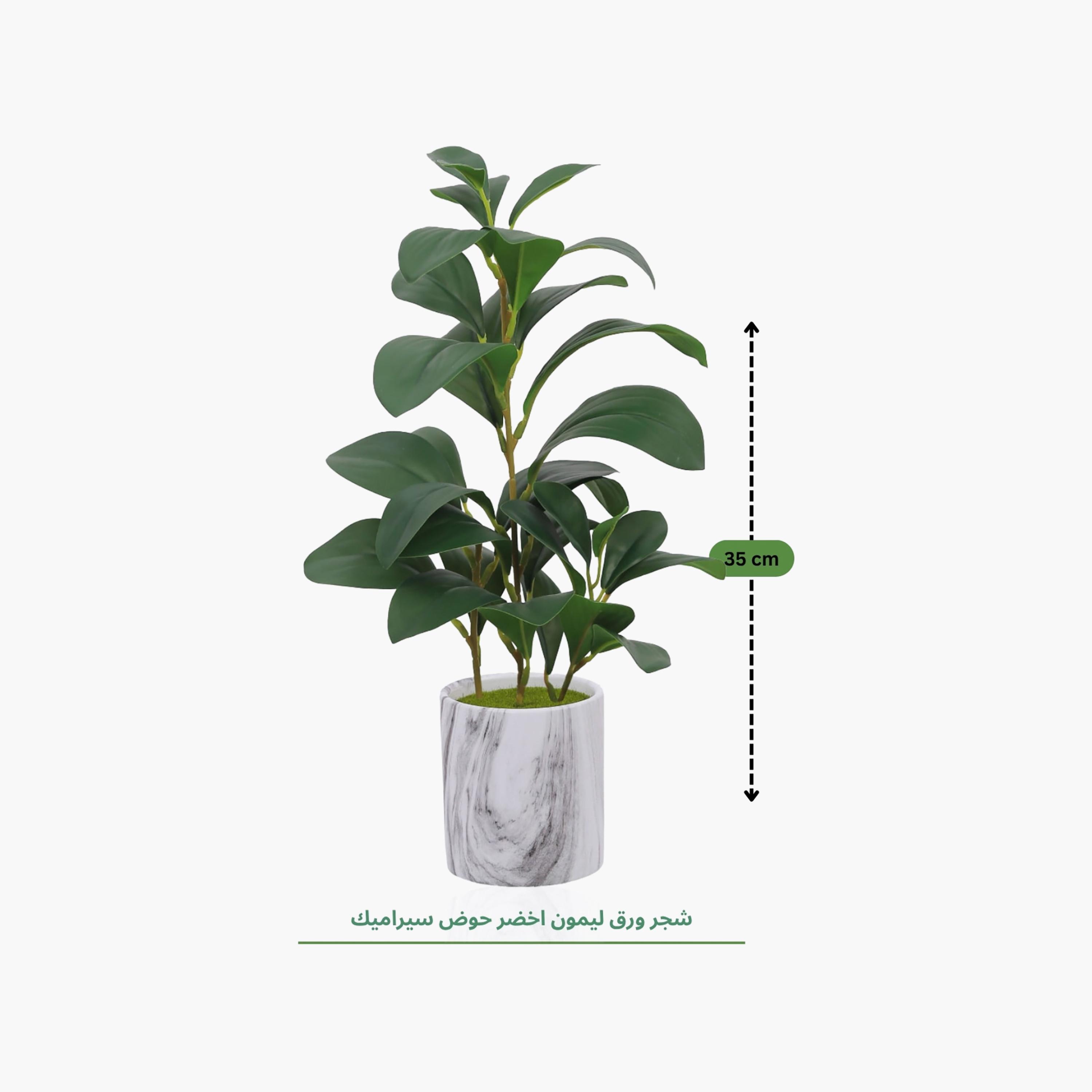 Maria Homes Multicolour Artificial Lemon Plant with Ceramic Pot-household-gardenandoutdoor-artificialflowersandplants-flowers-image-4