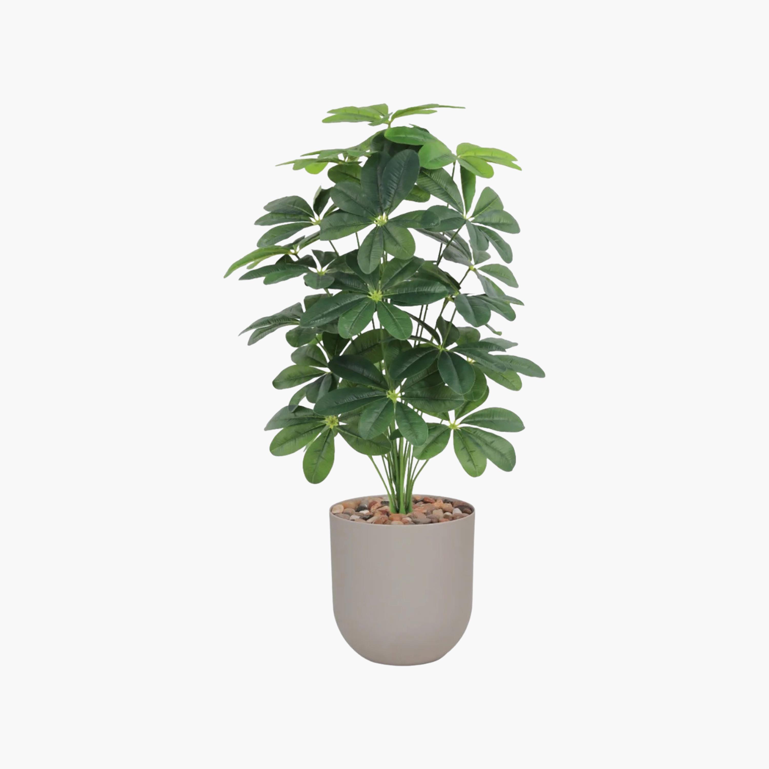 نبتة شيفليرا صناعية بأصيص من ماريا هومز-household-gardenandoutdoor-artificialflowersandplants-flowers-image-2
