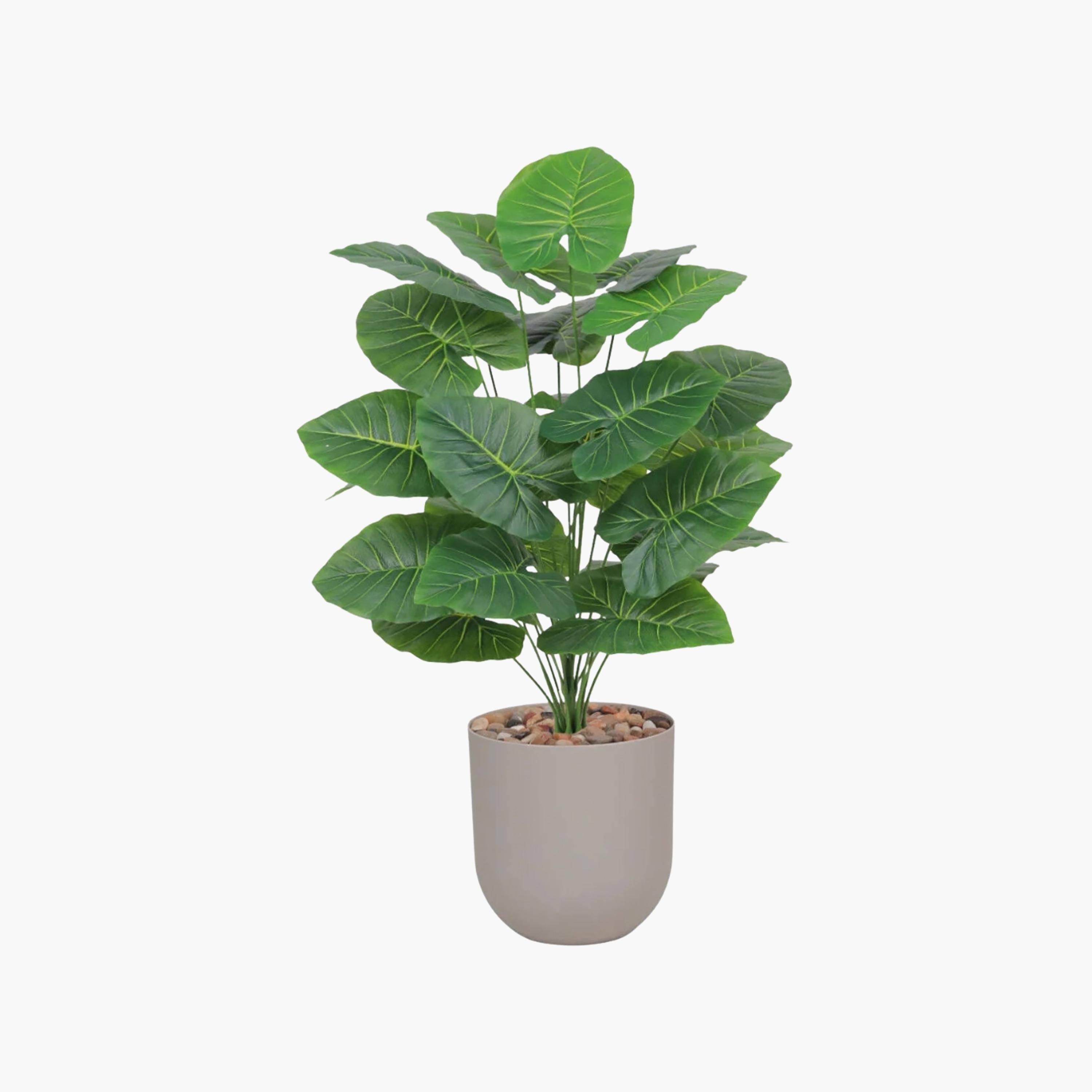 نبات صناعي بأوراق أذن الفيل في أصيص من ماريا هومز-household-gardenandoutdoor-artificialflowersandplants-flowers-image-2