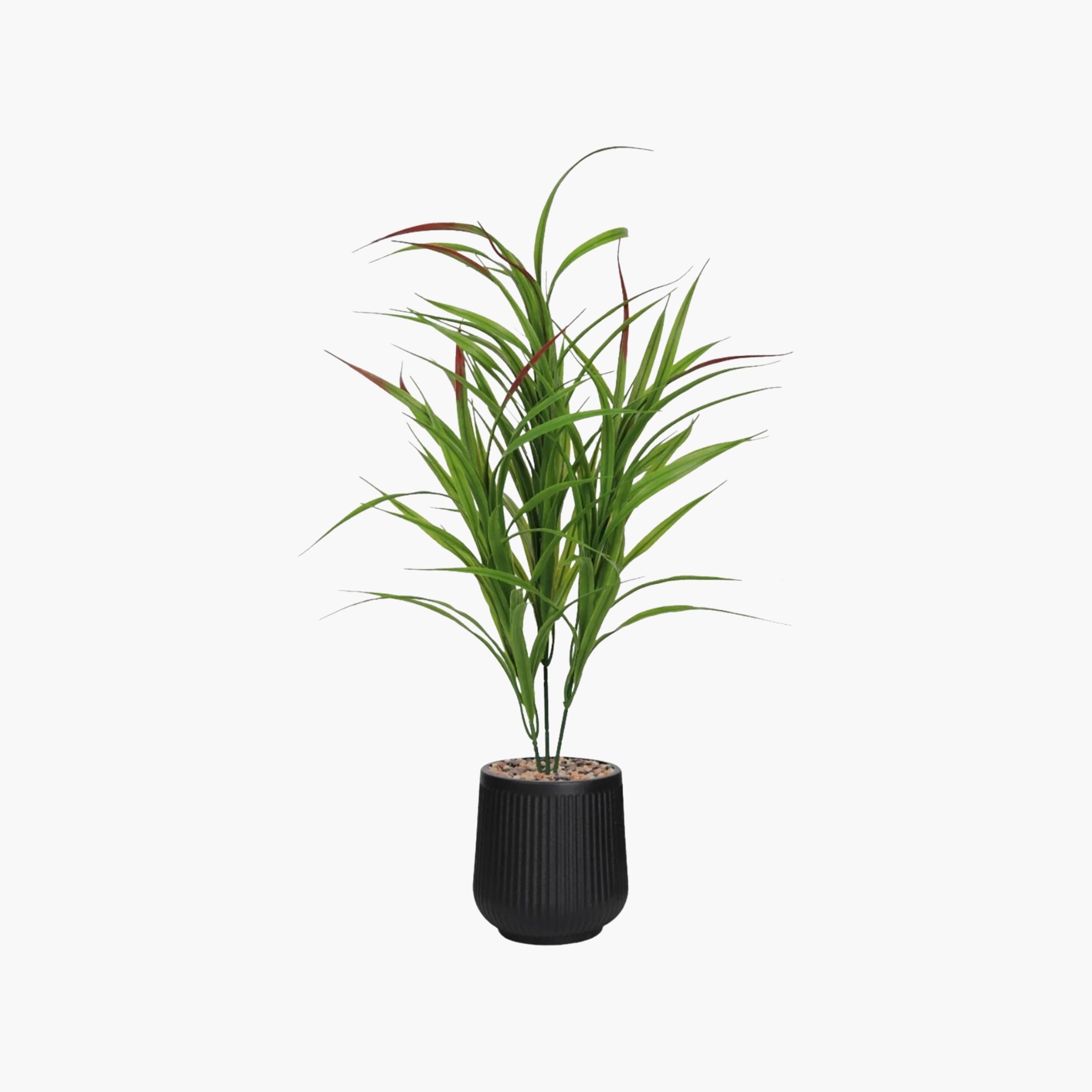Maria Homes Potted Artificial Cordyline Plant-household-gardenandoutdoor-artificialflowersandplants-flowers-image-2