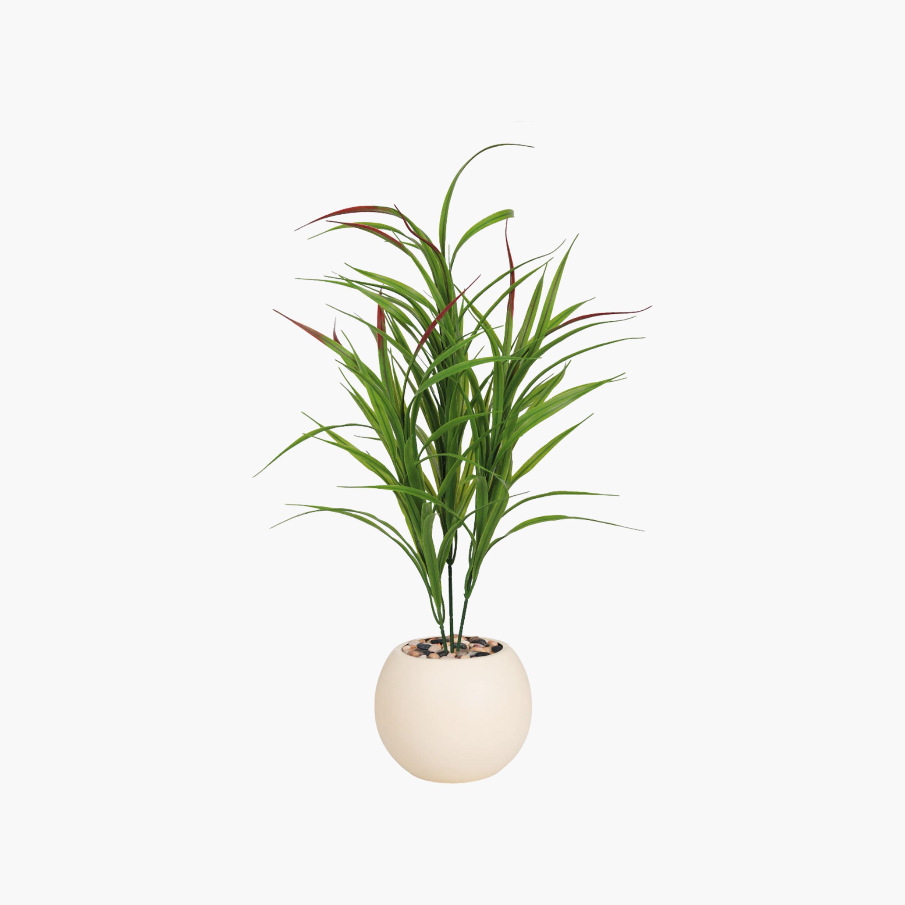 نبتة كوردلين صناعية بأصيص من ماريا هومز-household-gardenandoutdoor-artificialflowersandplants-flowers-image-2