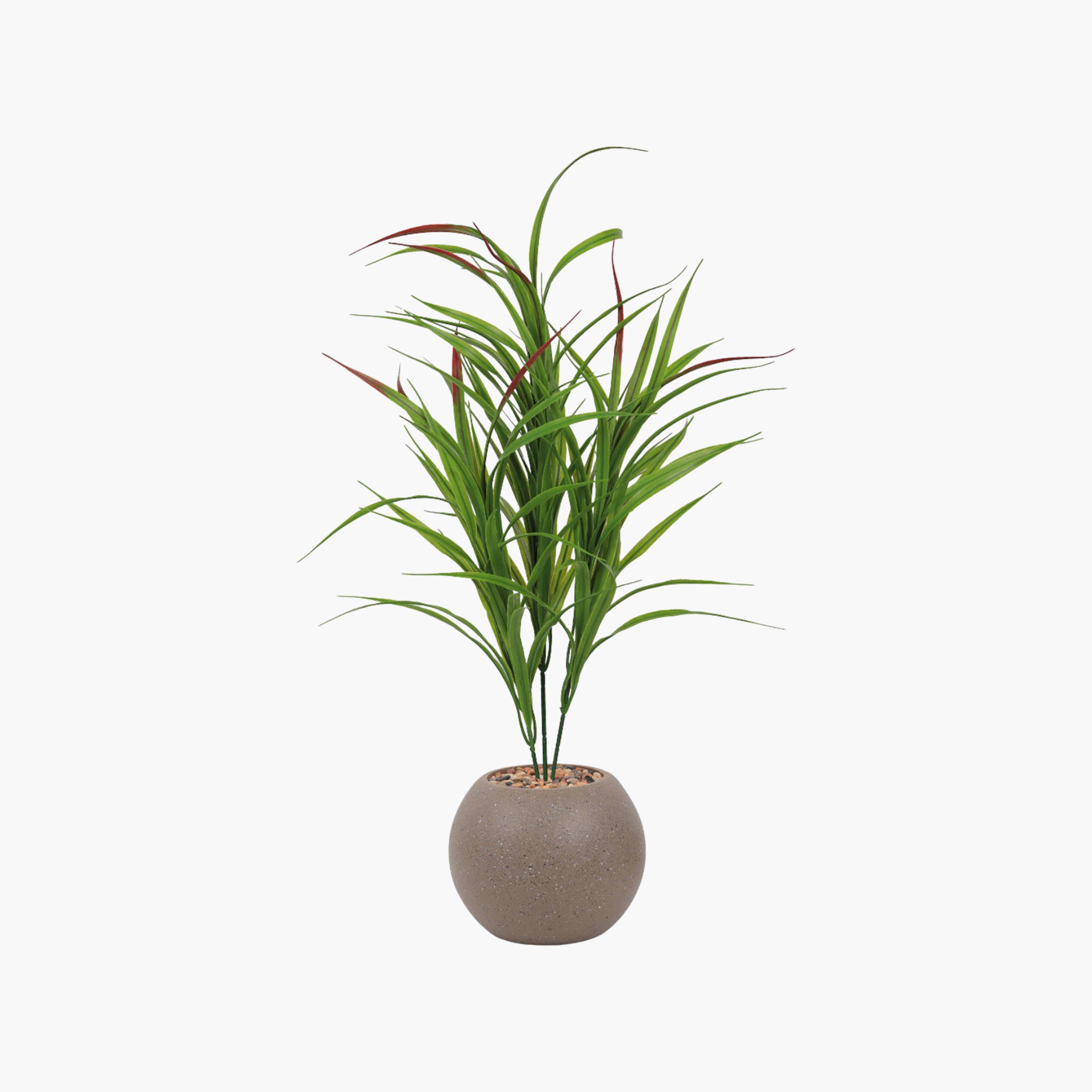 Maria Homes Potted Artificial Cordyline Plant-household-gardenandoutdoor-artificialflowersandplants-flowers-image-2