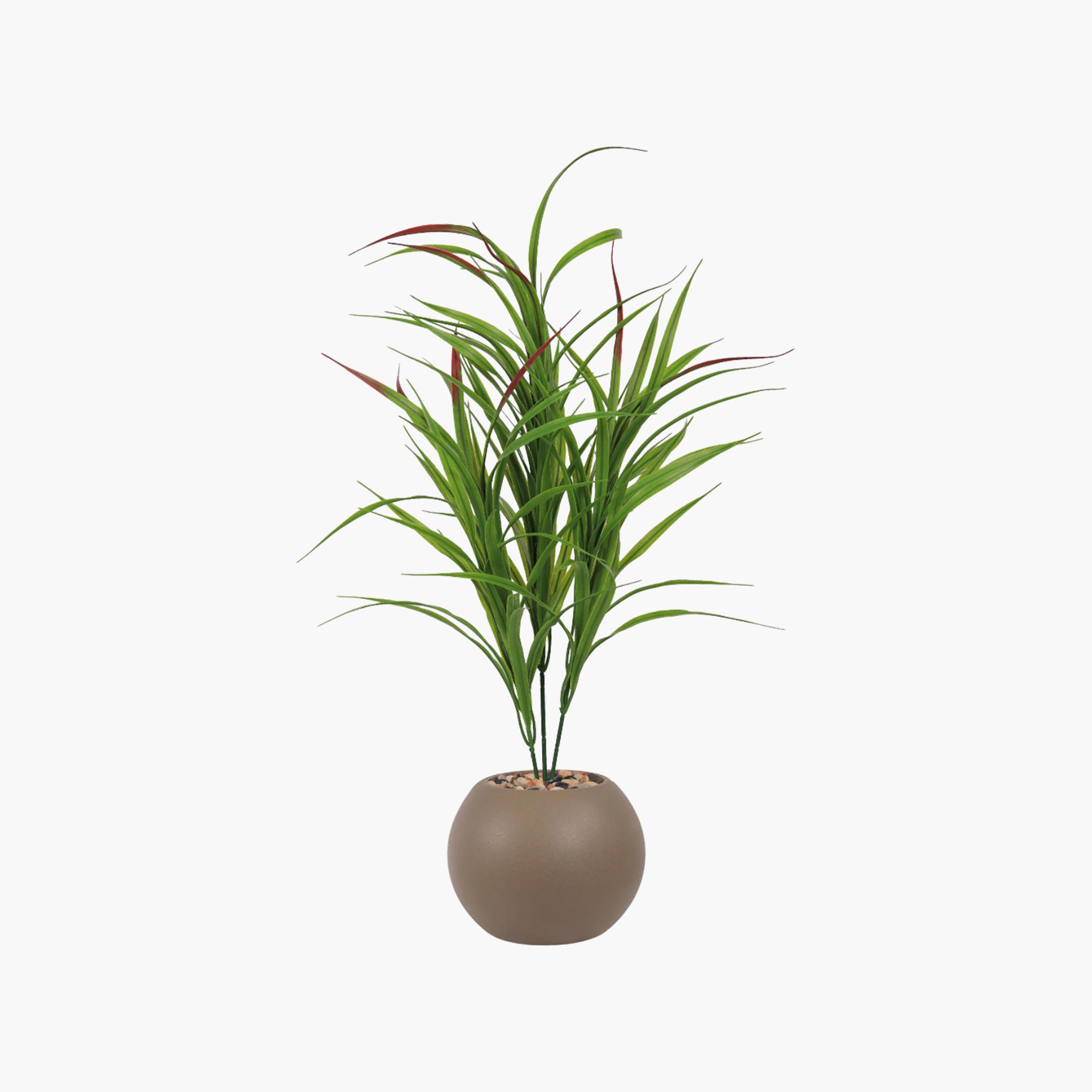 Maria Homes Potted Artificial Cordyline Plant-household-gardenandoutdoor-artificialflowersandplants-flowers-image-2