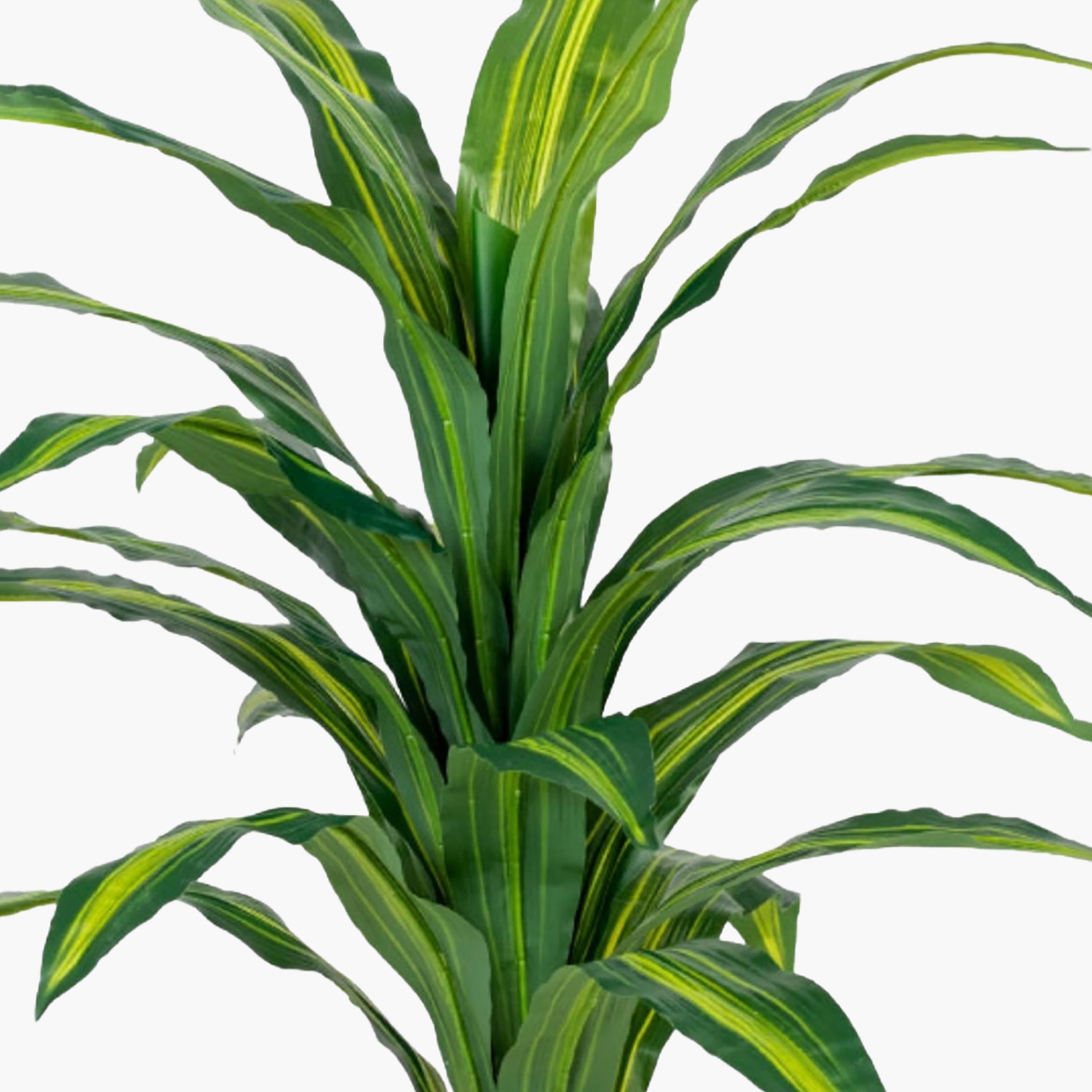 نبتة دراسينا صناعية في أصيص من ماريا هومز-household-gardenandoutdoor-artificialflowersandplants-flowers-image-3