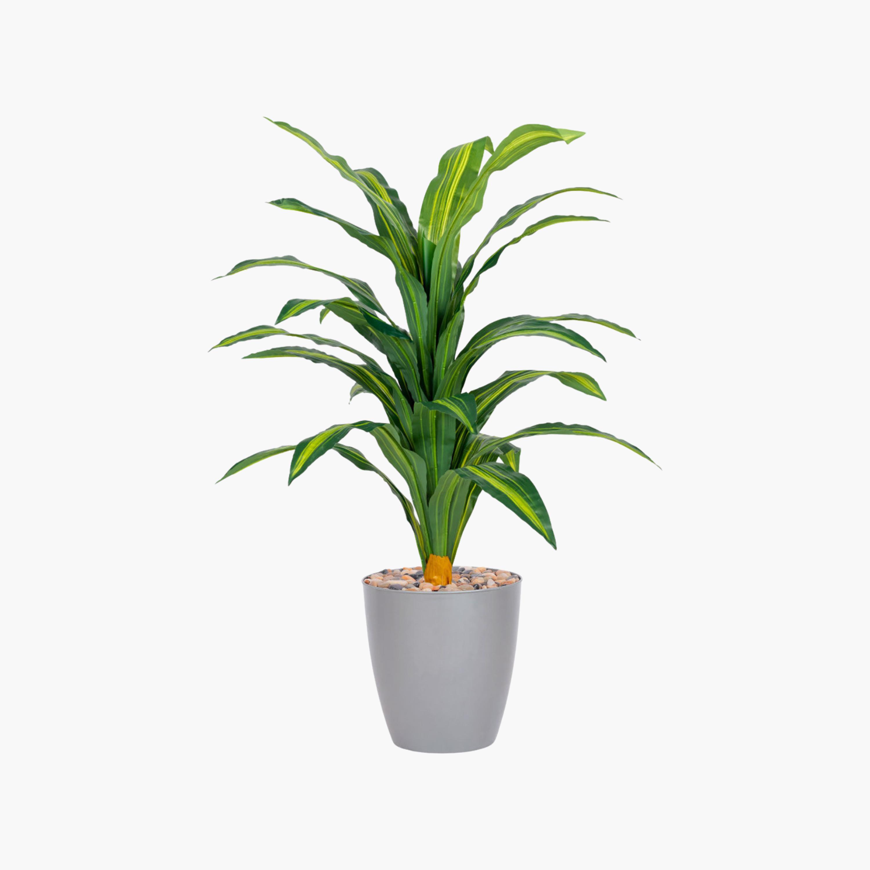 نبتة دراسينا صناعية في أصيص من ماريا هومز-household-gardenandoutdoor-artificialflowersandplants-flowers-image-2