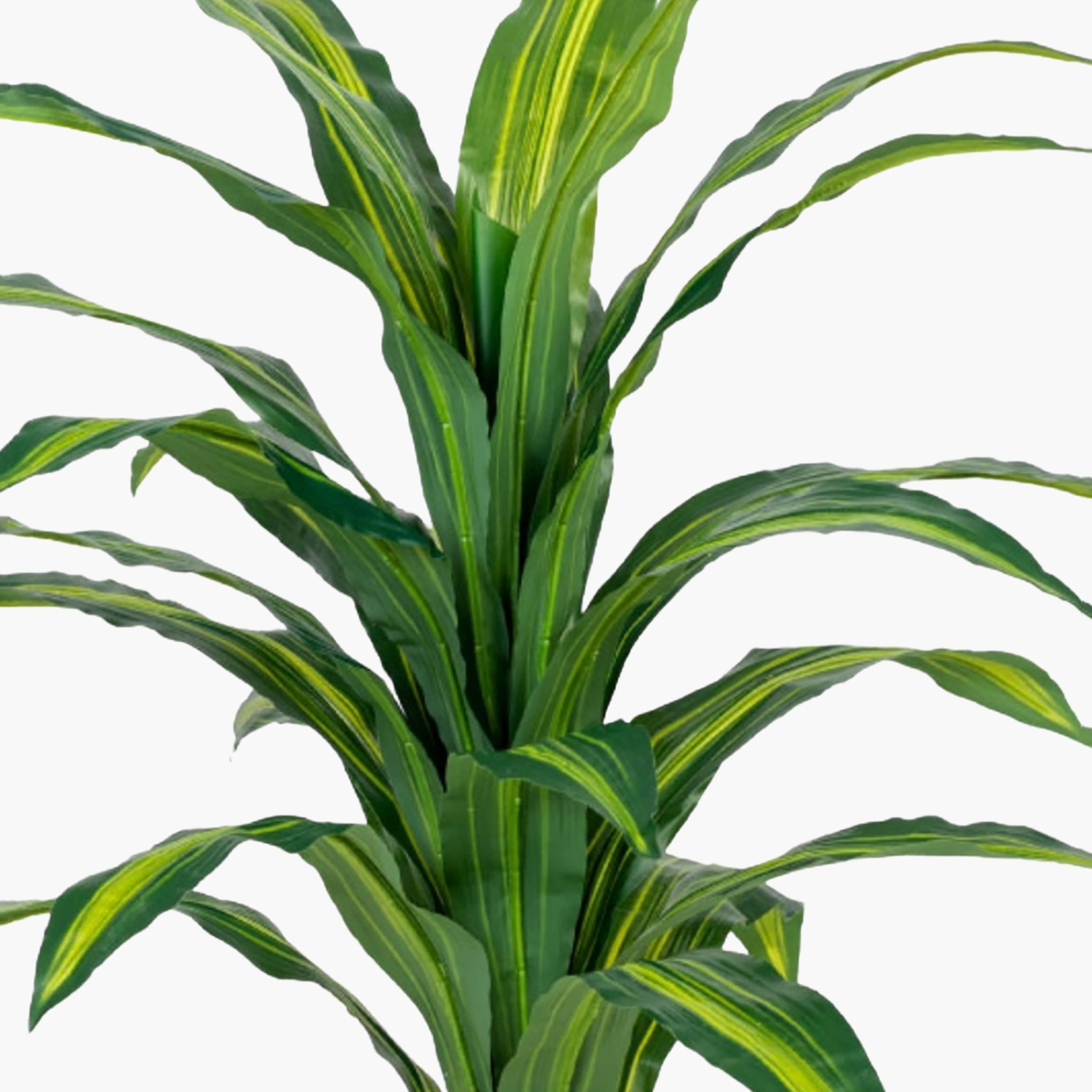نبتة دراسينا صناعية في أصيص من ماريا هومز-household-gardenandoutdoor-artificialflowersandplants-flowers-image-3