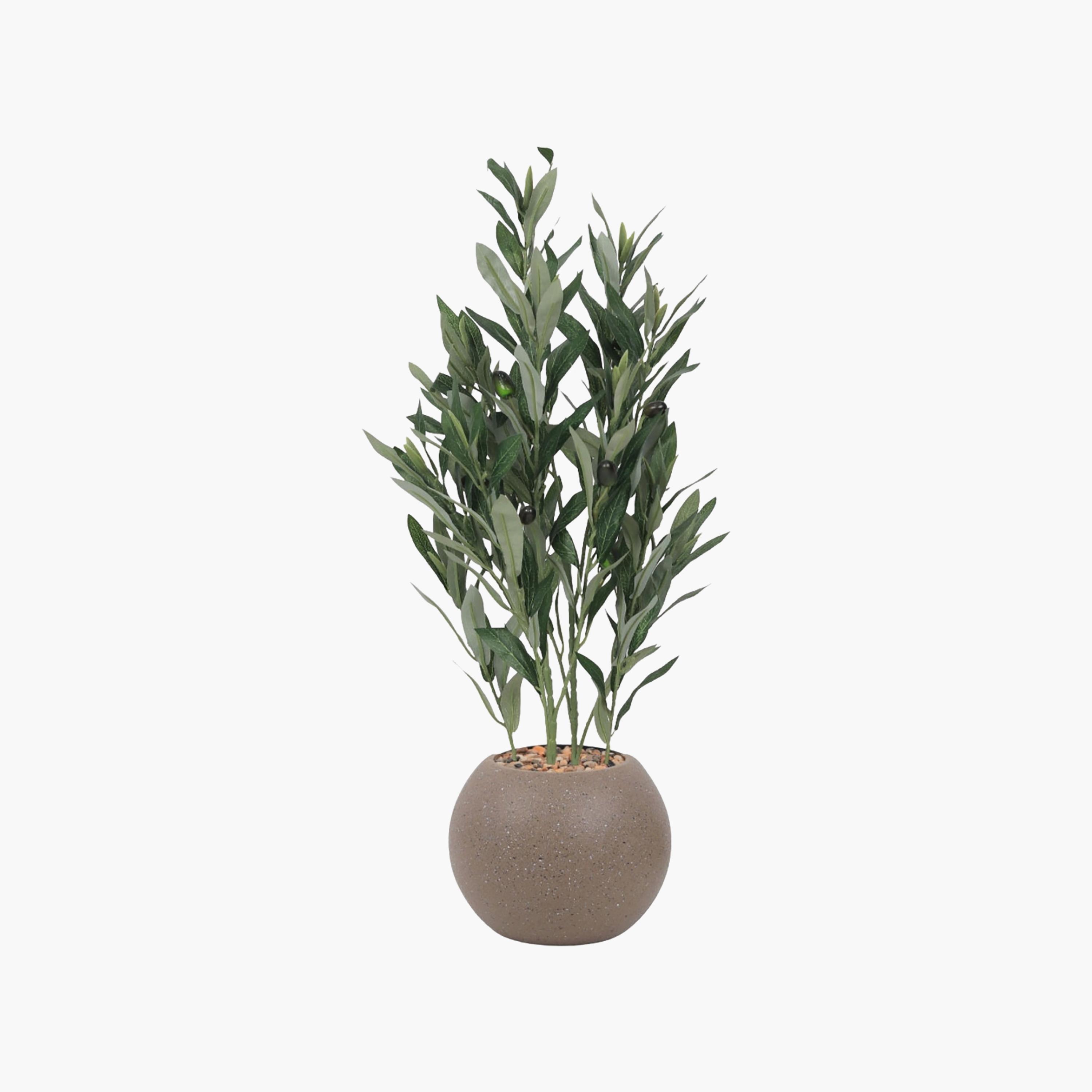 نبتة زيتون صناعية في أصيص من ماريا هومز-household-gardenandoutdoor-artificialflowersandplants-flowers-image-2