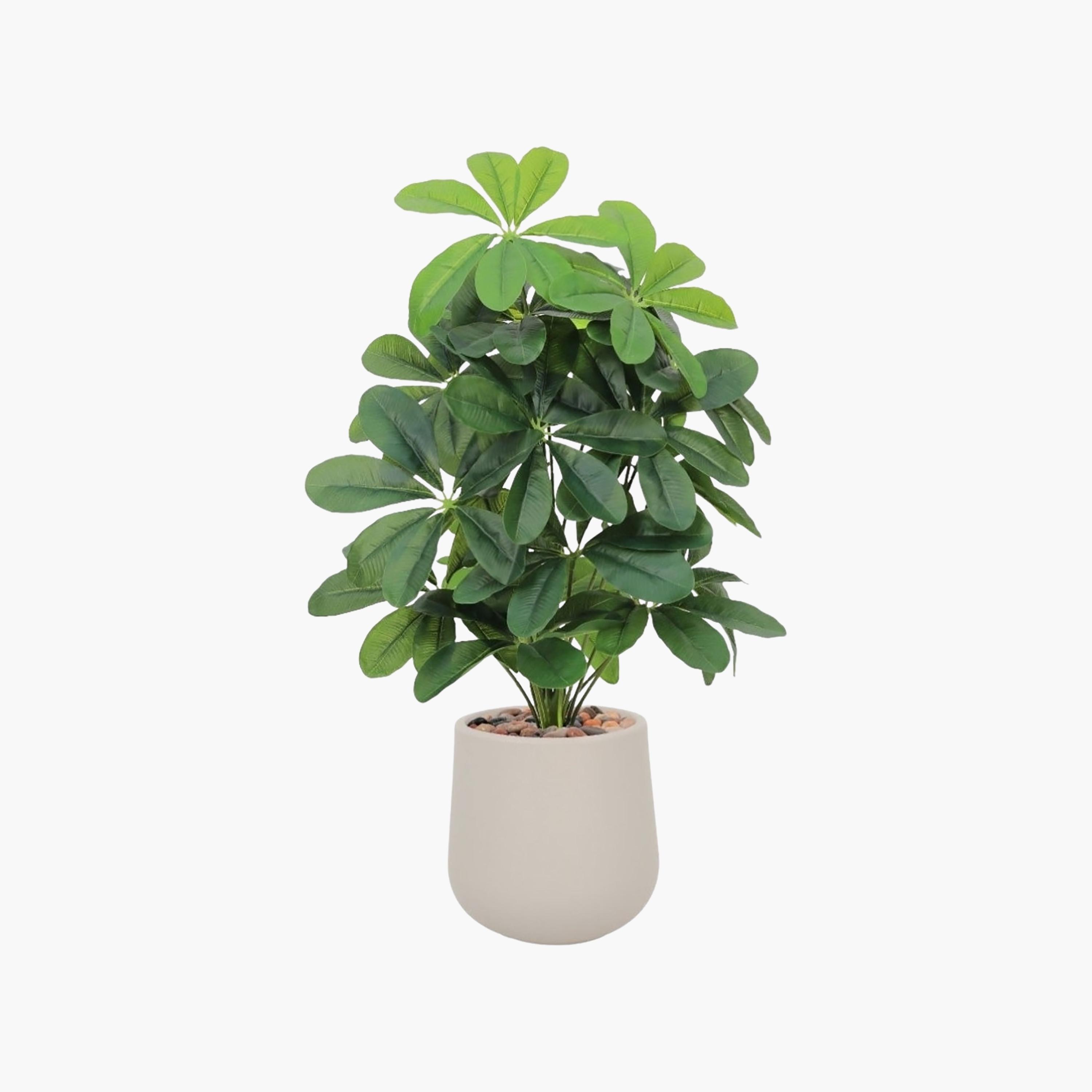 نبتة شيفليرا صناعية بأصيص من ماريا هومز-household-gardenandoutdoor-artificialflowersandplants-flowers-image-2