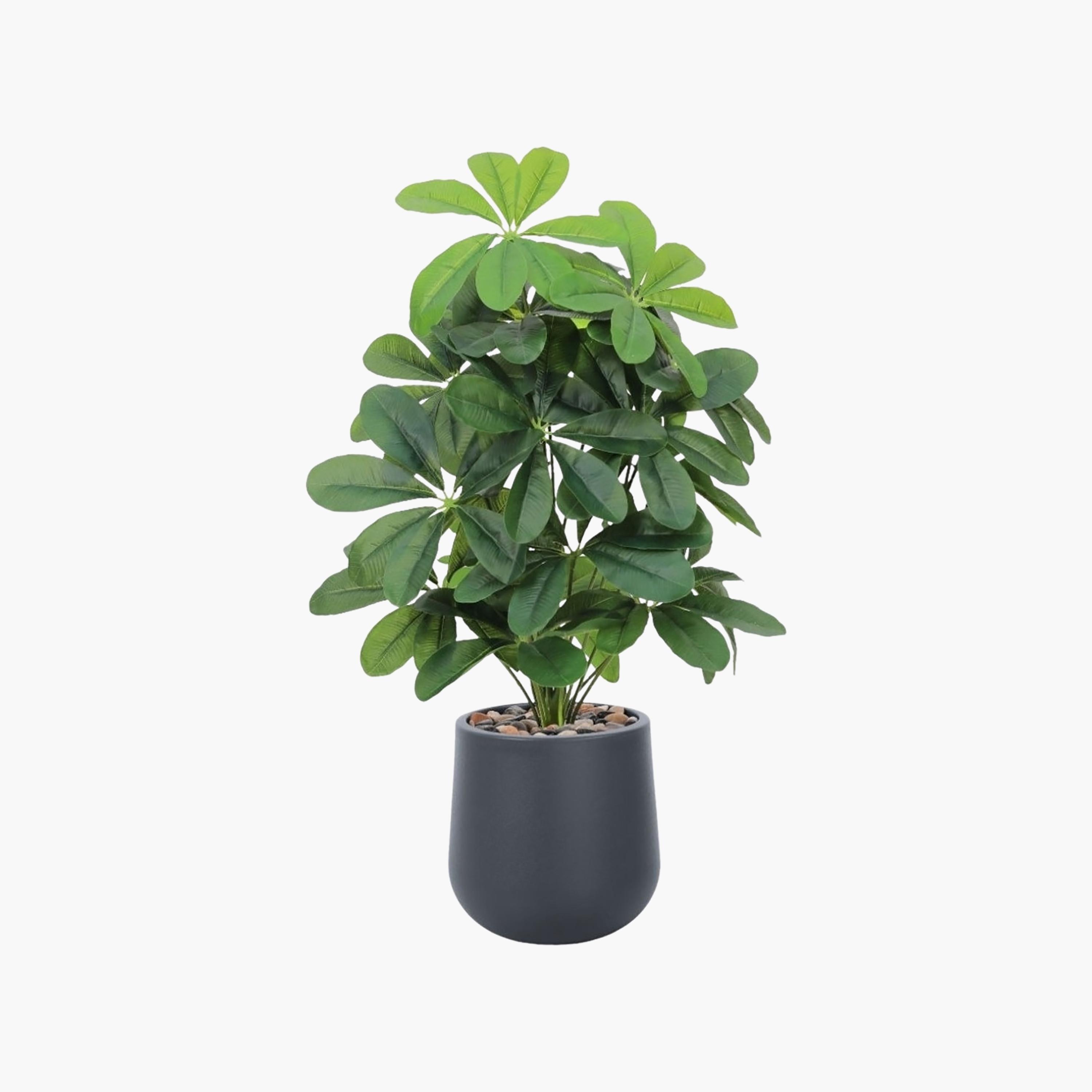 نبتة شيفليرا صناعية بأصيص من ماريا هومز-household-gardenandoutdoor-artificialflowersandplants-flowers-image-2