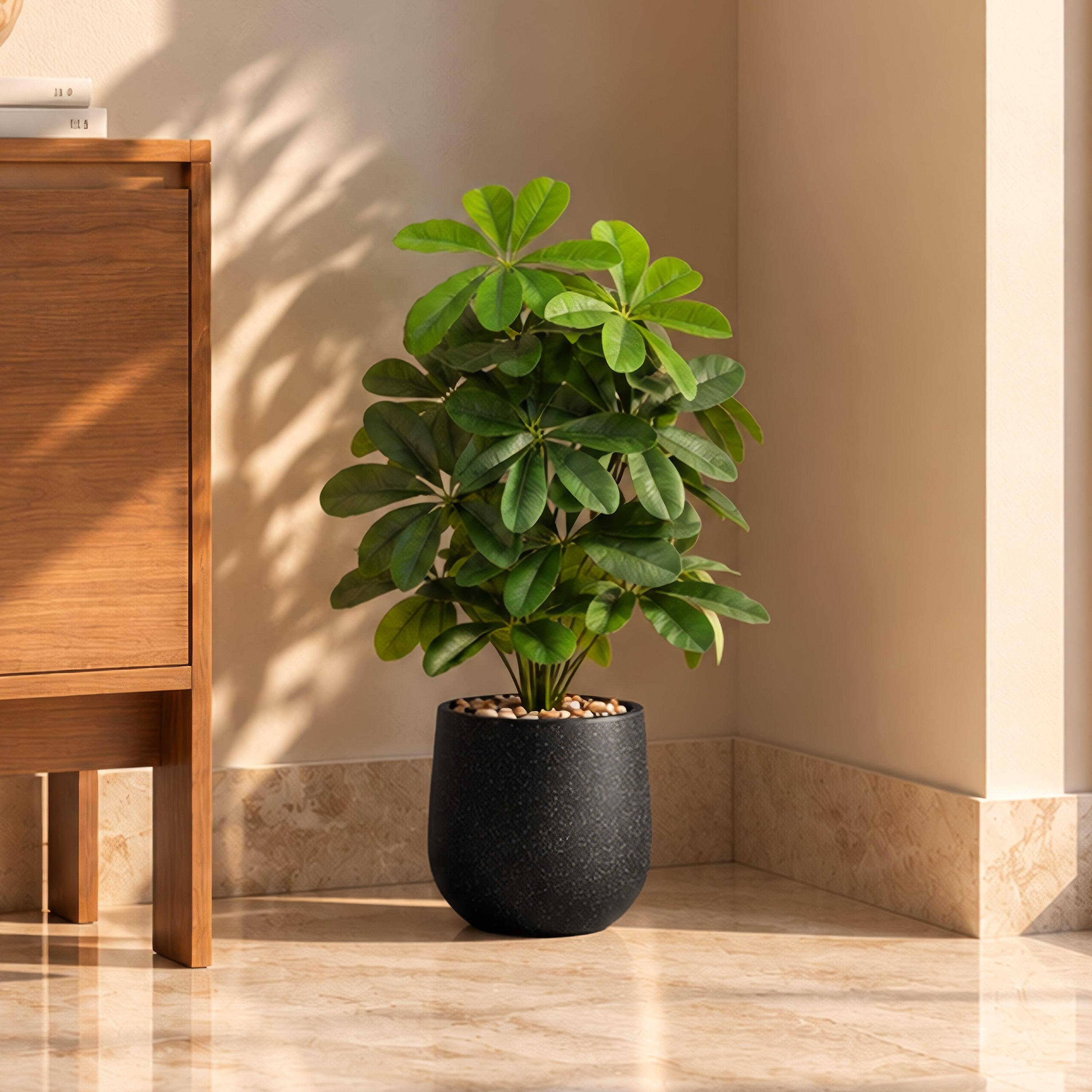 نبتة شيفليرا صناعية بأصيص من ماريا هومز-household-gardenandoutdoor-artificialflowersandplants-flowers-image-1