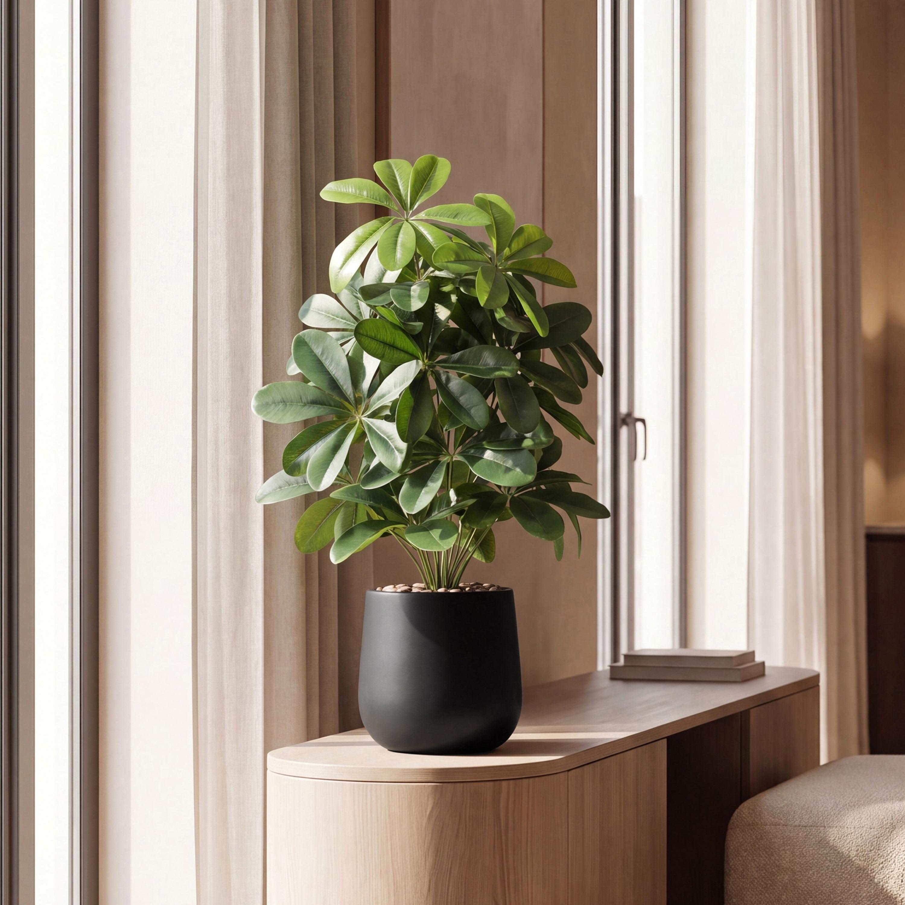نبتة شيفليرا صناعية بأصيص من ماريا هومز-household-gardenandoutdoor-artificialflowersandplants-flowers-image-1