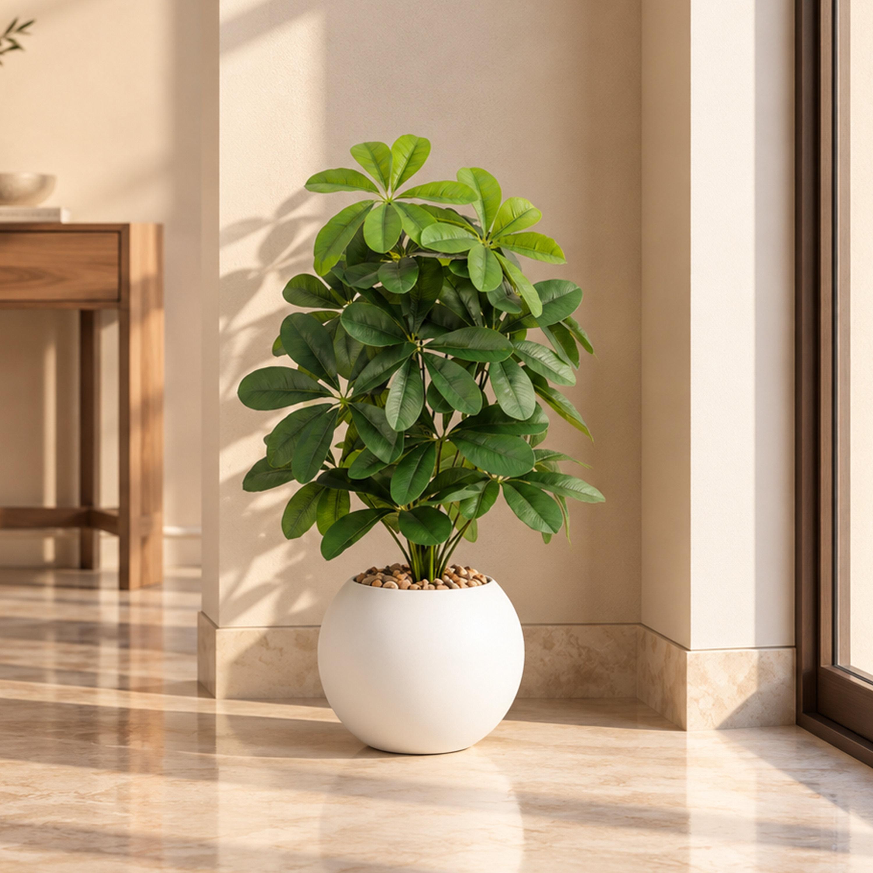 نبتة شيفليرا صناعية بأصيص من ماريا هومز-household-gardenandoutdoor-artificialflowersandplants-flowers-image-1