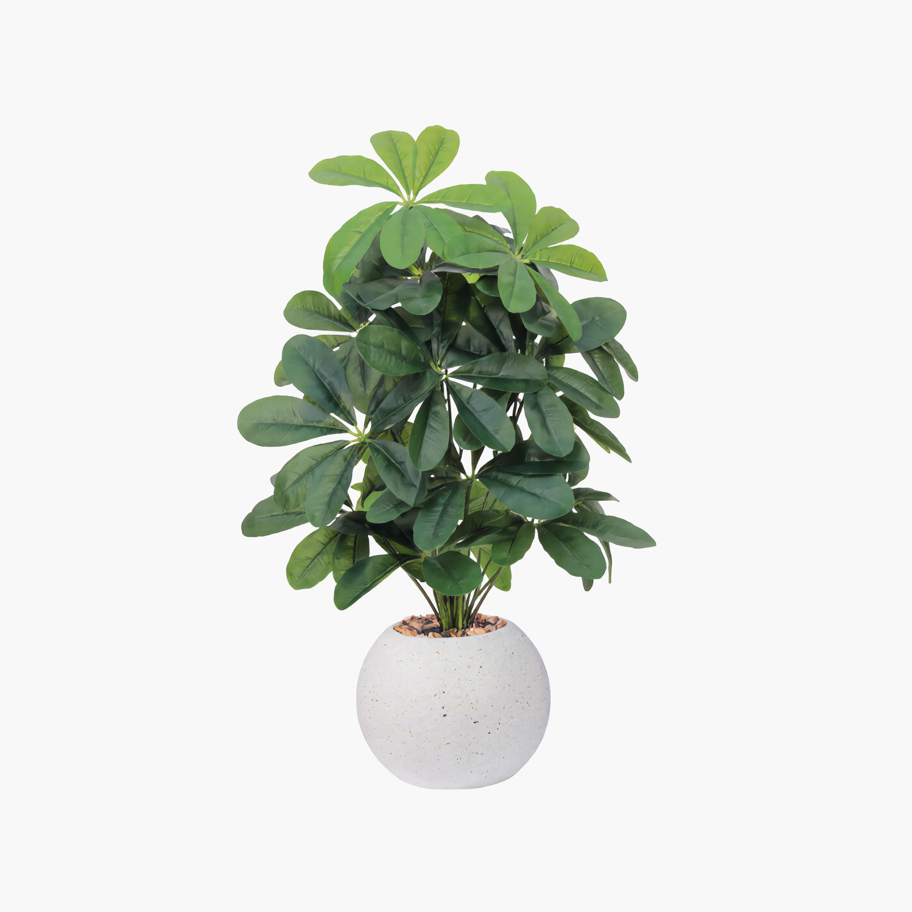نبتة شيفليرا صناعية بأصيص من ماريا هومز-household-gardenandoutdoor-artificialflowersandplants-flowers-image-2
