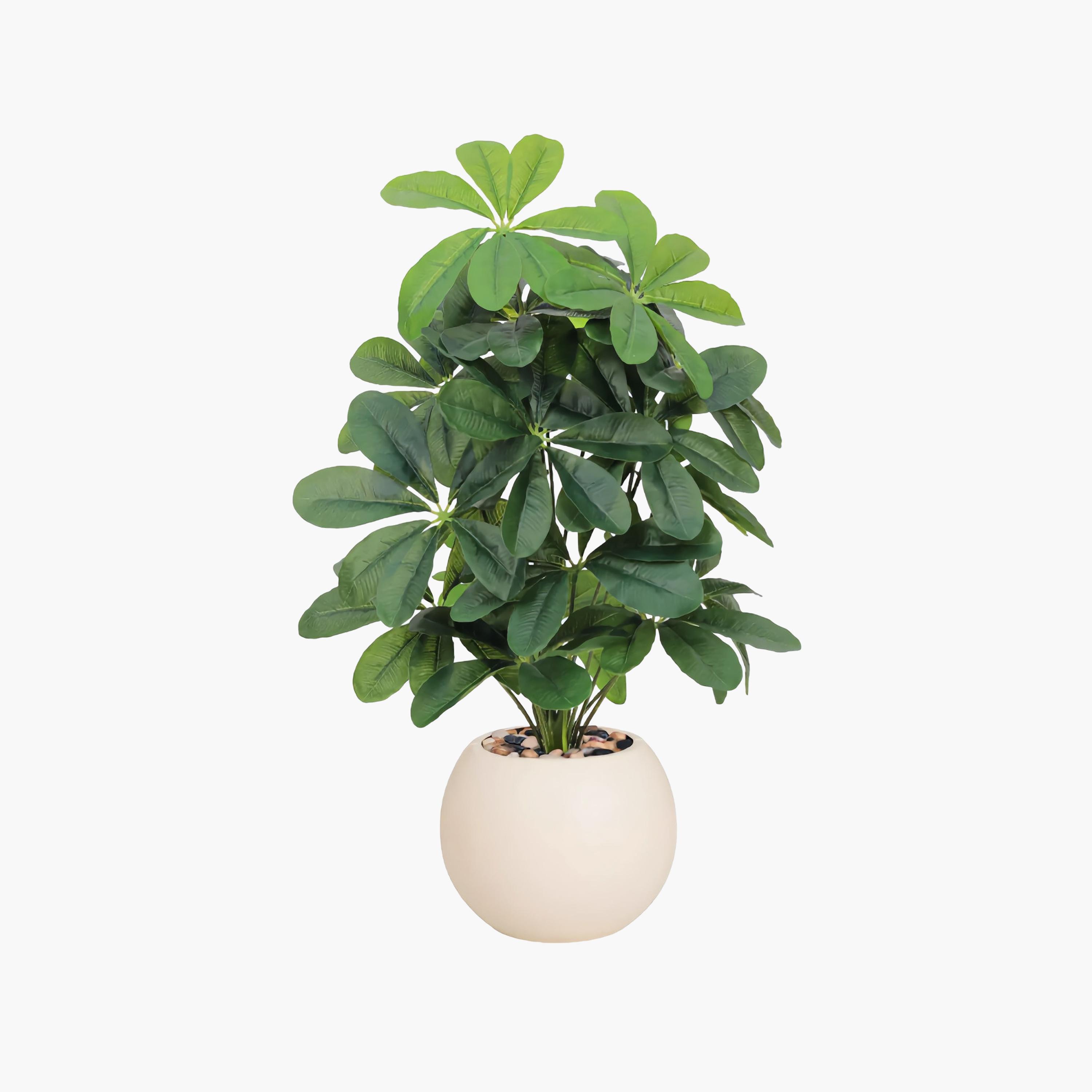 نبتة شيفليرا صناعية بأصيص من ماريا هومز-household-gardenandoutdoor-artificialflowersandplants-flowers-image-2