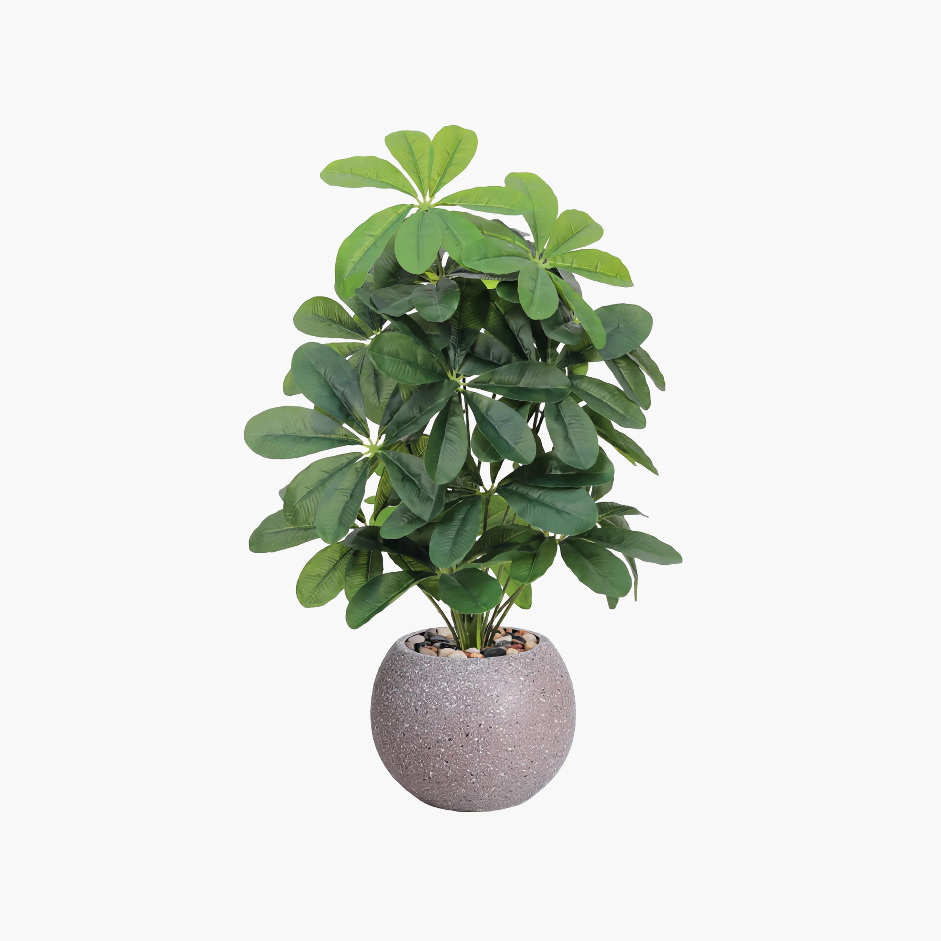 نبتة شيفليرا صناعية بأصيص من ماريا هومز-household-gardenandoutdoor-artificialflowersandplants-flowers-image-2