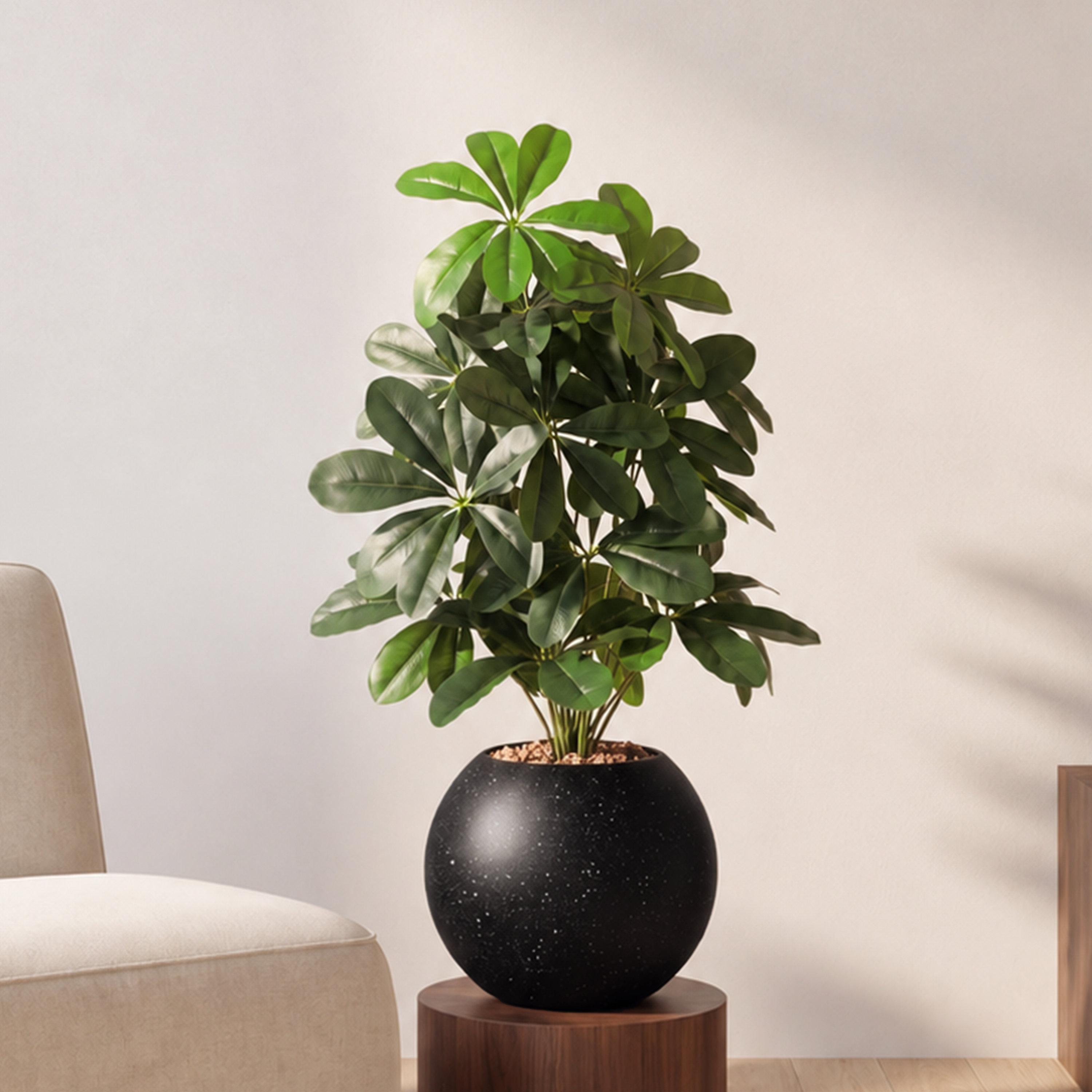 نبتة شيفليرا صناعية بأصيص من ماريا هومز-household-gardenandoutdoor-artificialflowersandplants-flowers-image-1