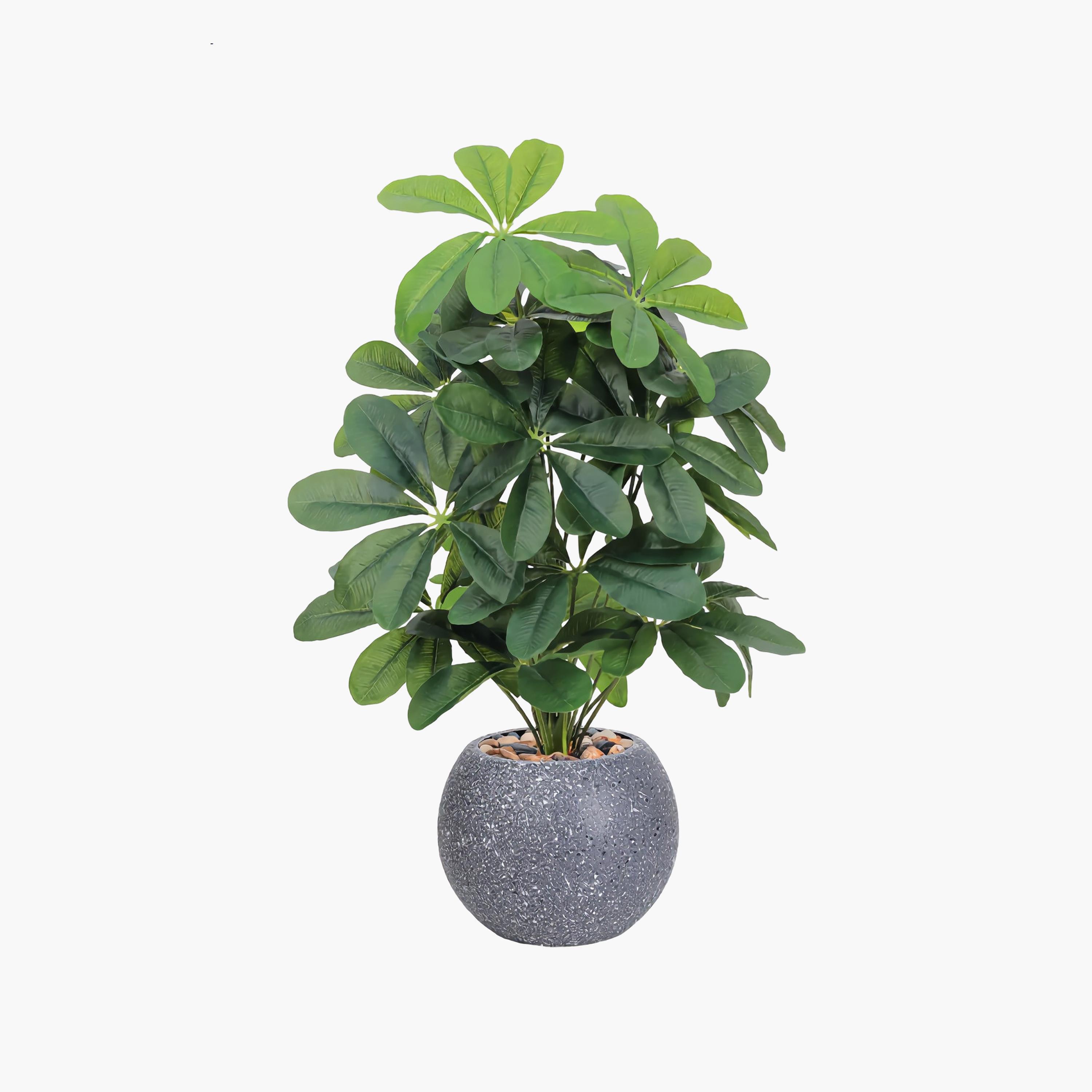 نبتة شيفليرا صناعية بأصيص من ماريا هومز-household-gardenandoutdoor-artificialflowersandplants-flowers-image-2