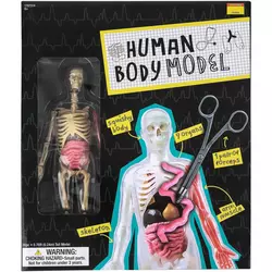 Human Body