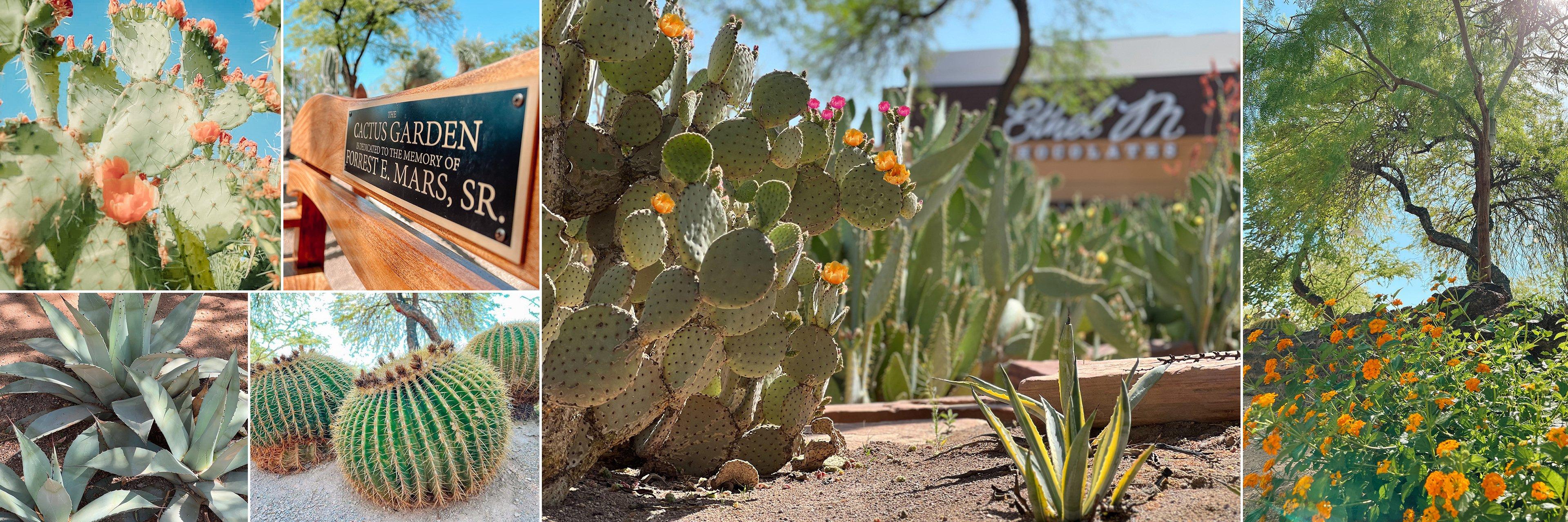 Ethel M Chocolates Flagship Store and Cactus Garden