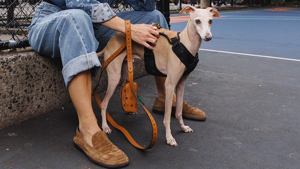 lifestyle-pets-accessories