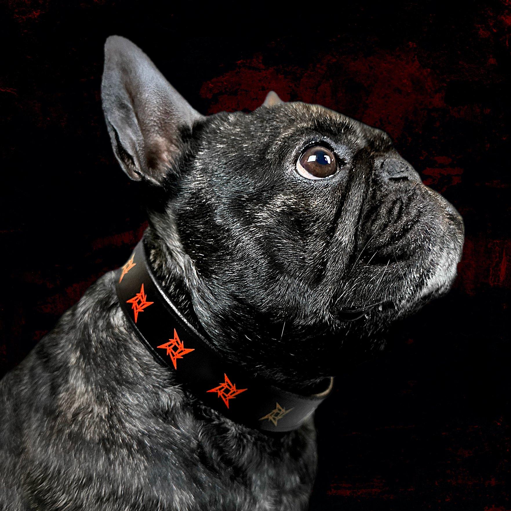Ninja Star Leather Dog Collar