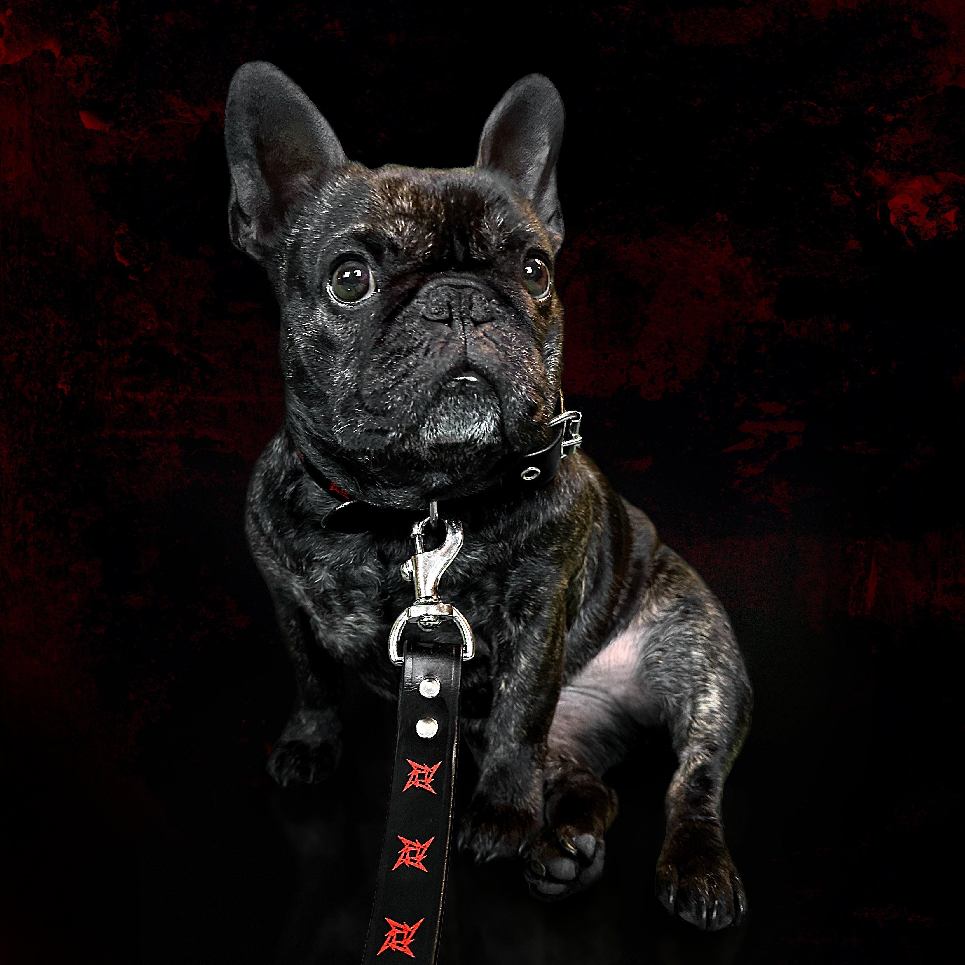 Ninja Star Dog Leash