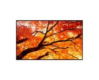 Sharp MultiSync M862 86" M-Series Large Format Display, UHD