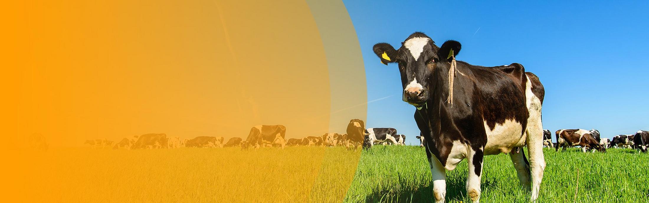 Solutions by industry: Agriculture