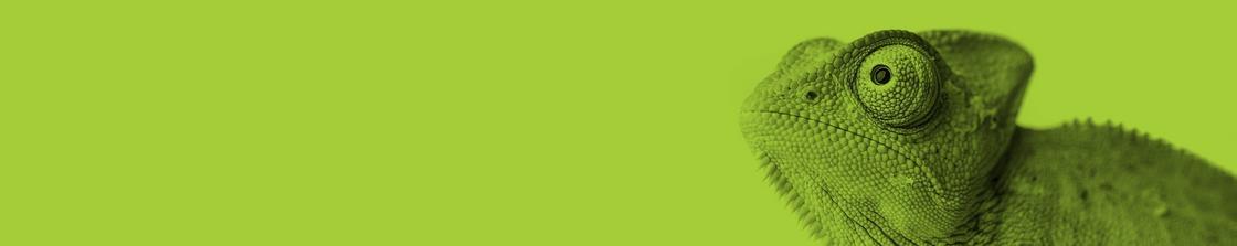 DVS Gecko on Green Background